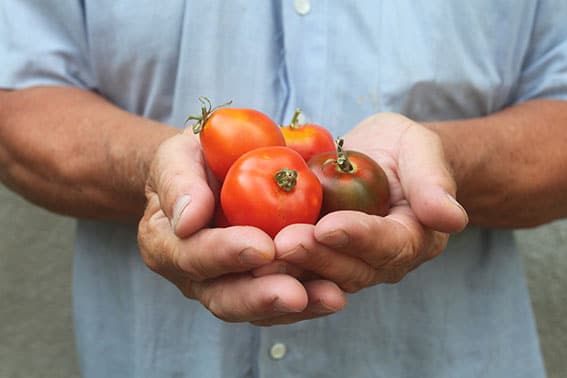 A man holding a tomato, close-up A man holding a tomato, close-up