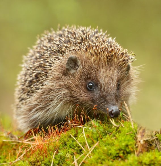 Hedgehog house image body culytivation street 5 tips attracting wildlife to your garden hedgehog