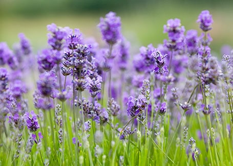 Lavender body artowrk Cultivation Street plant of the month of, enjoying and caring for your plants2