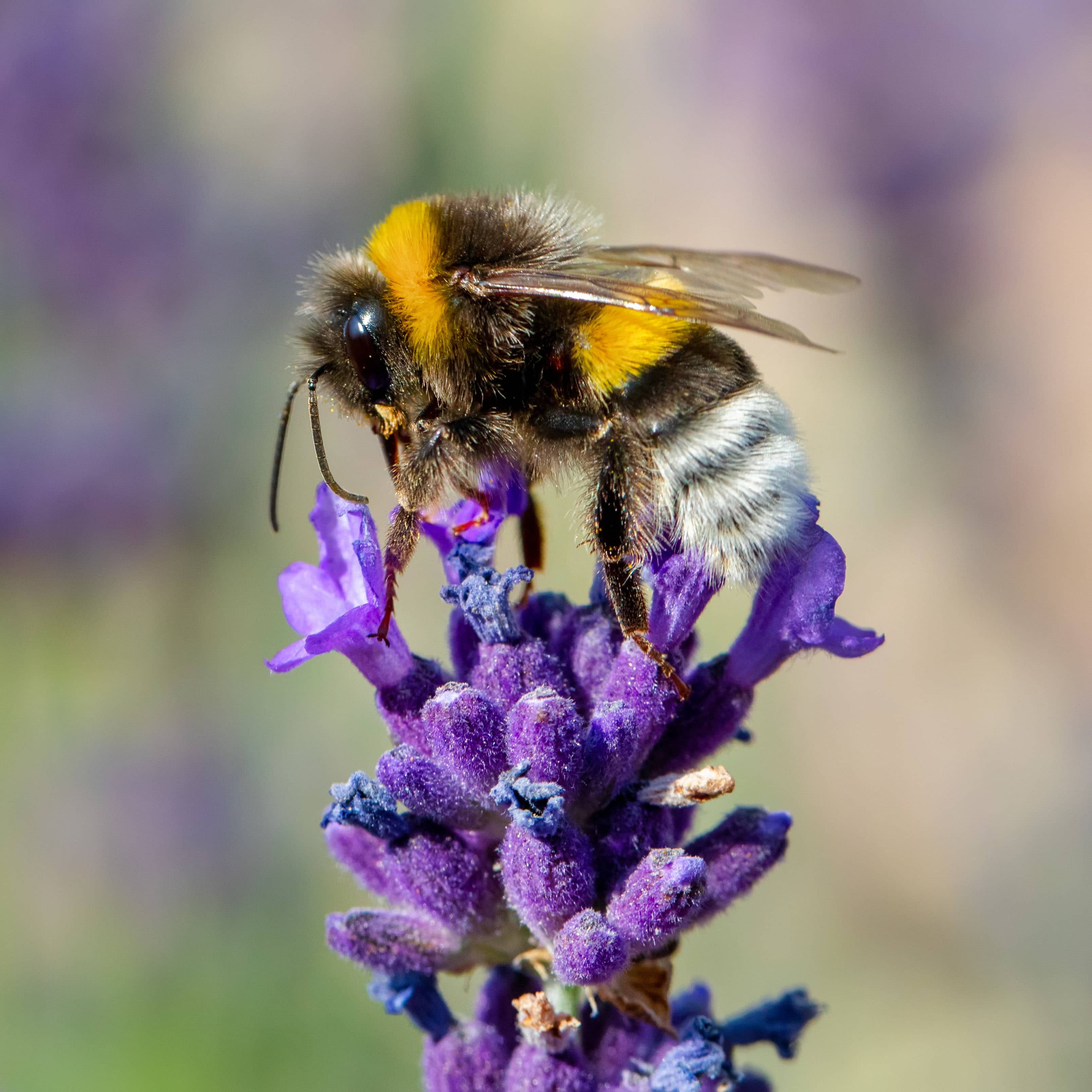 diligent bee sucks lavender nectar, summer concept, shallow focus