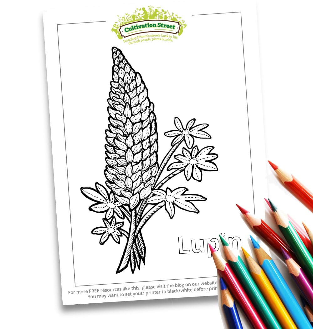 Lipin Body-Image- Colouring Page Cultivation-Street