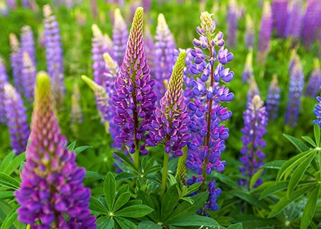 Lupin body artowrk Cultivation Street plant of the month of, enjoying and caring for your plants2