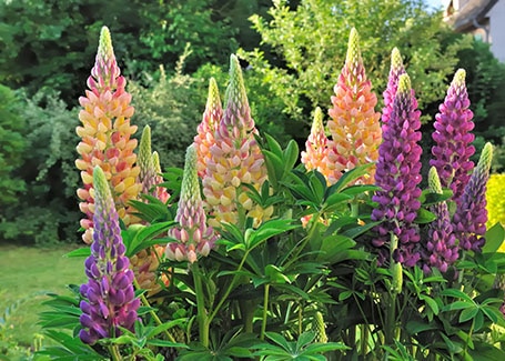 Lupin body artowrk Cultivation Street plant of the month of, enjoying and caring for your plants3