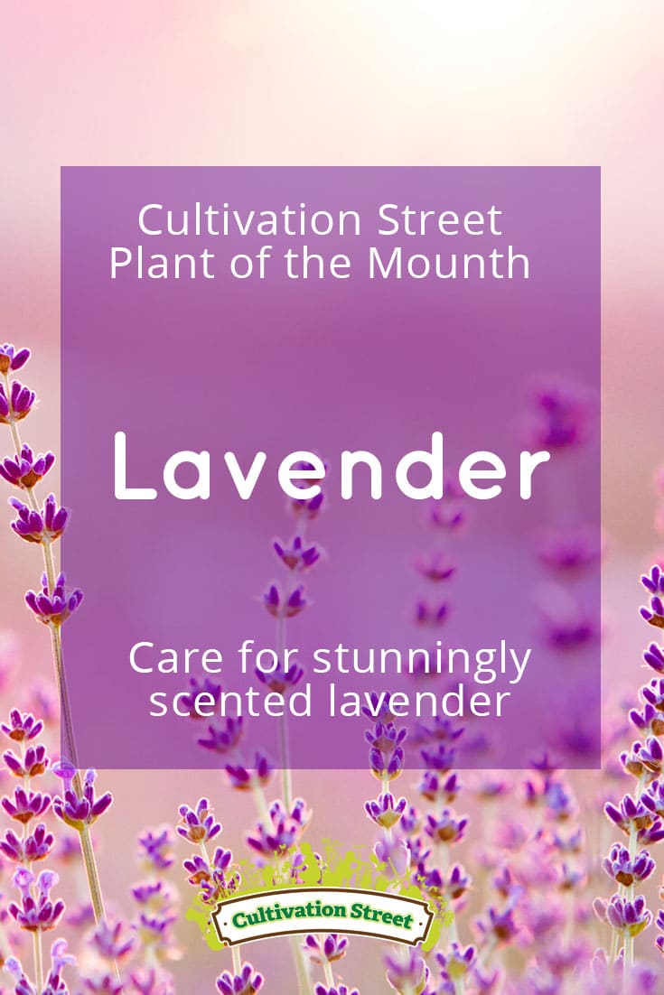 Pin Lavender 5 artowrk Cultivation Street plant of the month of, enjoying and caring for your plants