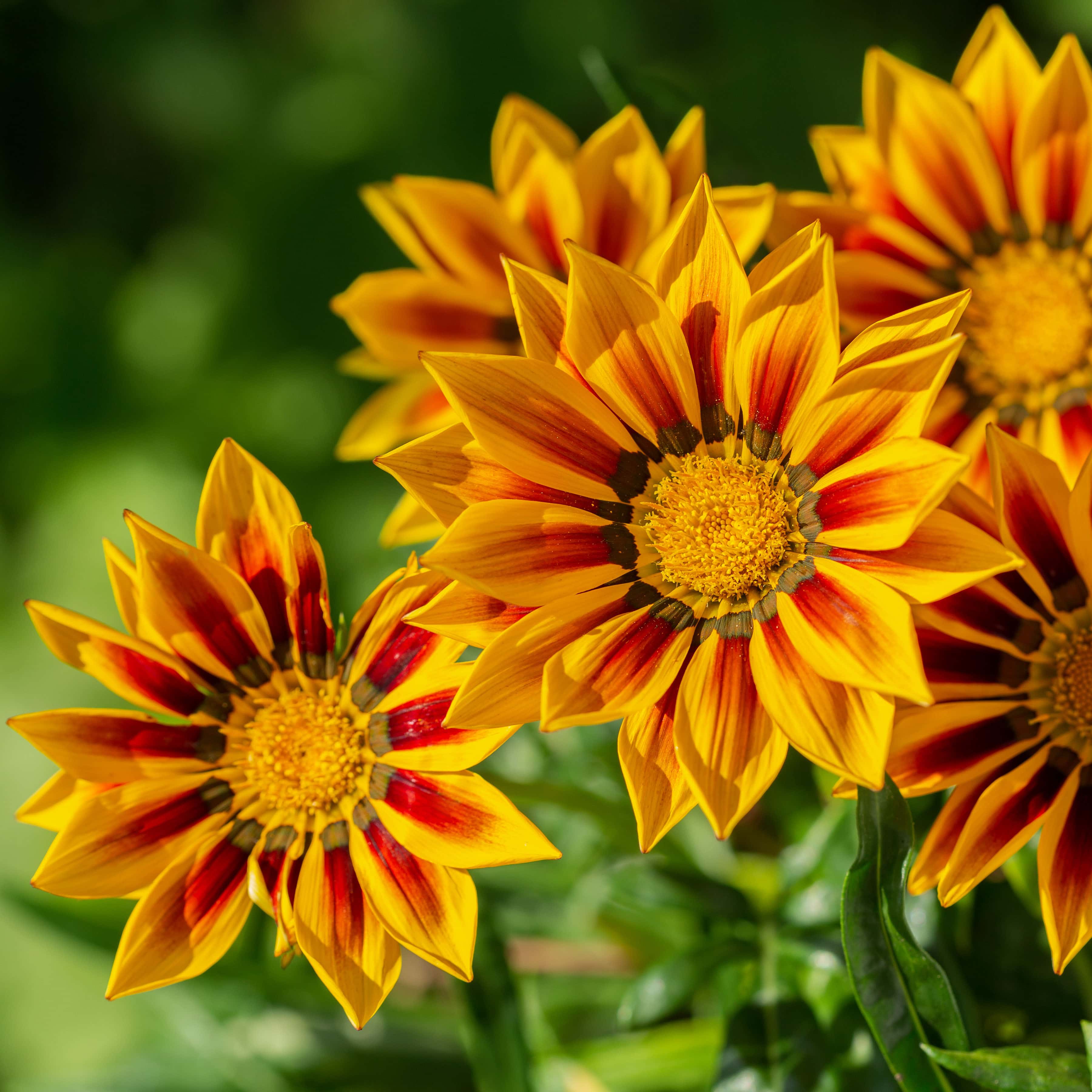 close up of gazania flower or african daisy in a garden