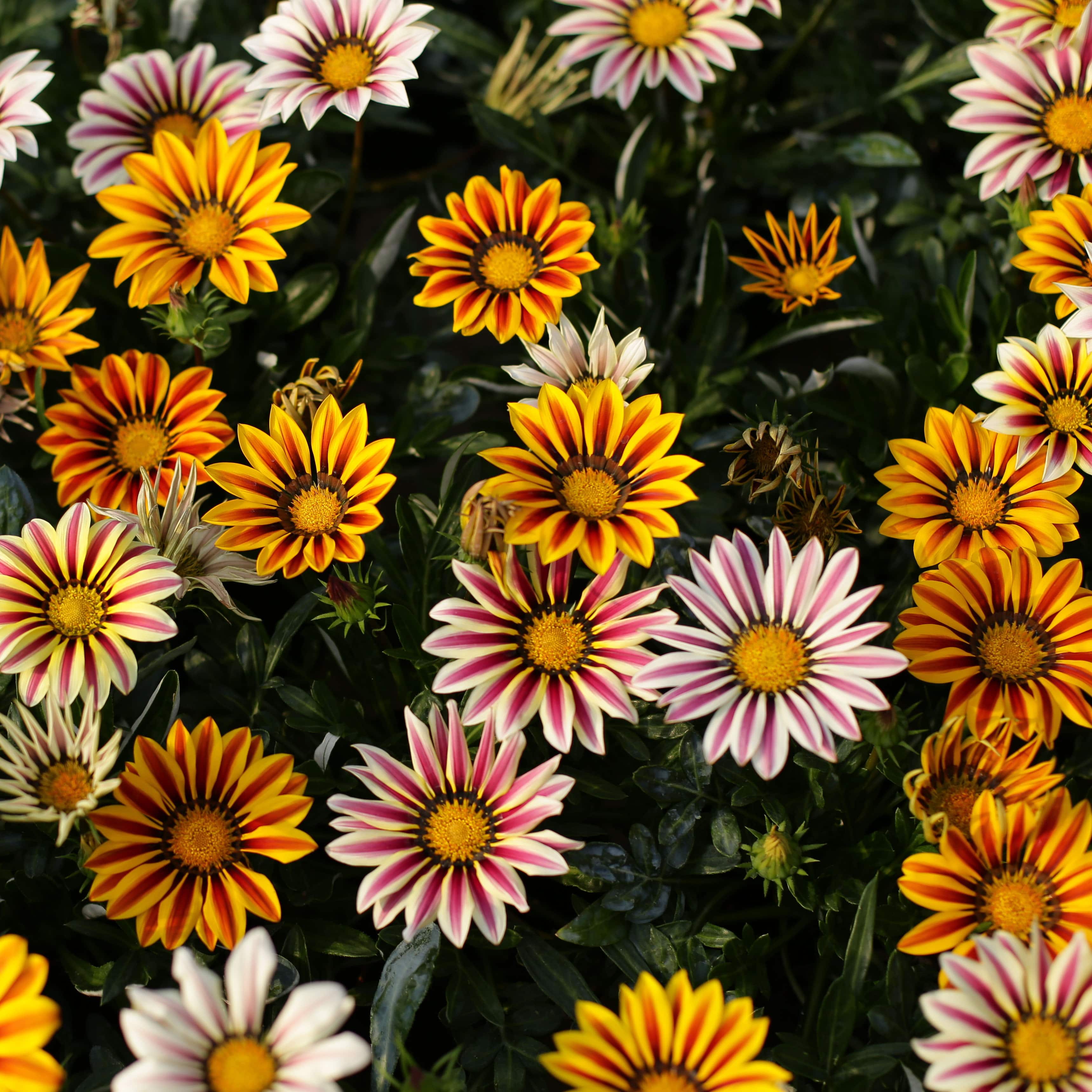 beauty full gazania  flowers in the garden