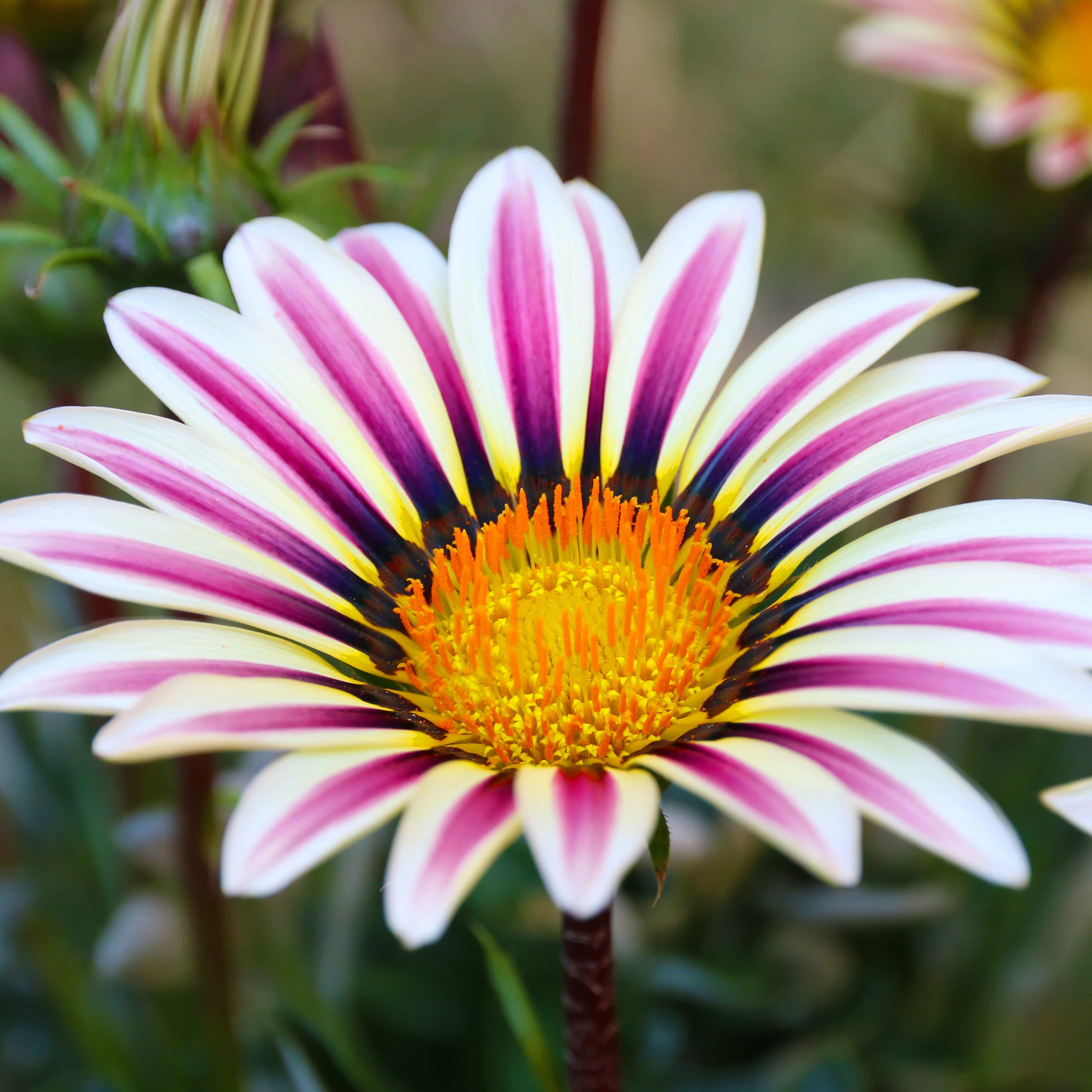 Gazania Flower field Gazania rigens macro shot