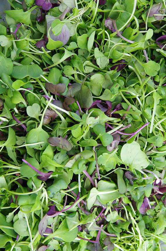 Microgreens Cultivation Street Image 1