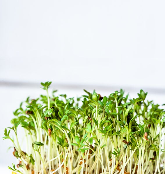 Fresh green superfood, sprouts for salad, micro greens for diet and healthy eating concept
