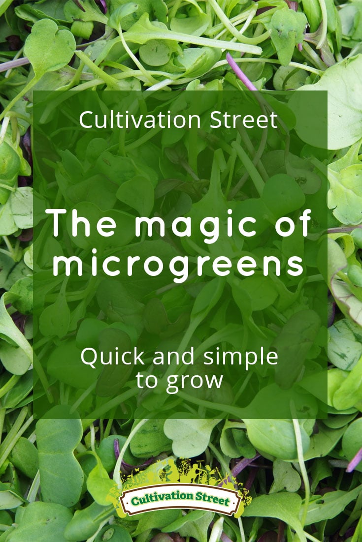 Pin artowrk Cultivation Street Blog Microgreens1