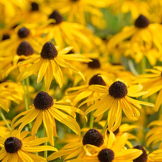 Black eyed susan- rudbeckia flowers