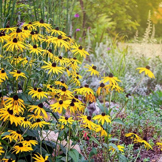 Rudbeckia flowers commonly called coneflowers and black-eyed-susans, Rudbeckia hirta in the garden. Natural scene.