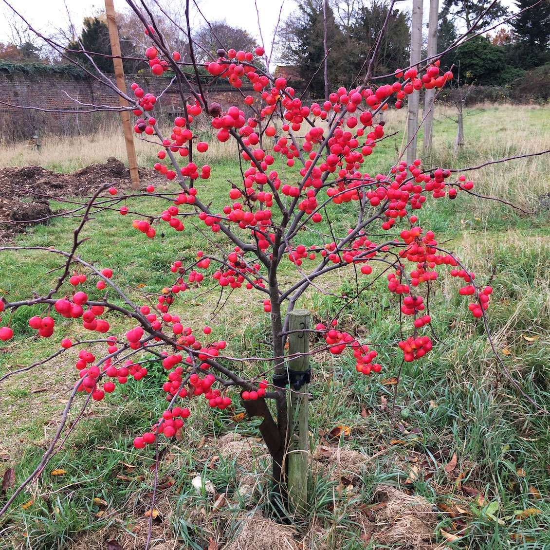 Forty Hall Farm Orchard consent given Image 4