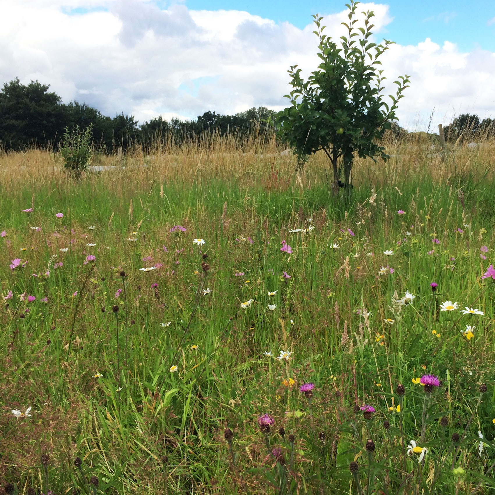 Forty Hall Farm Orchard consent given Image 6