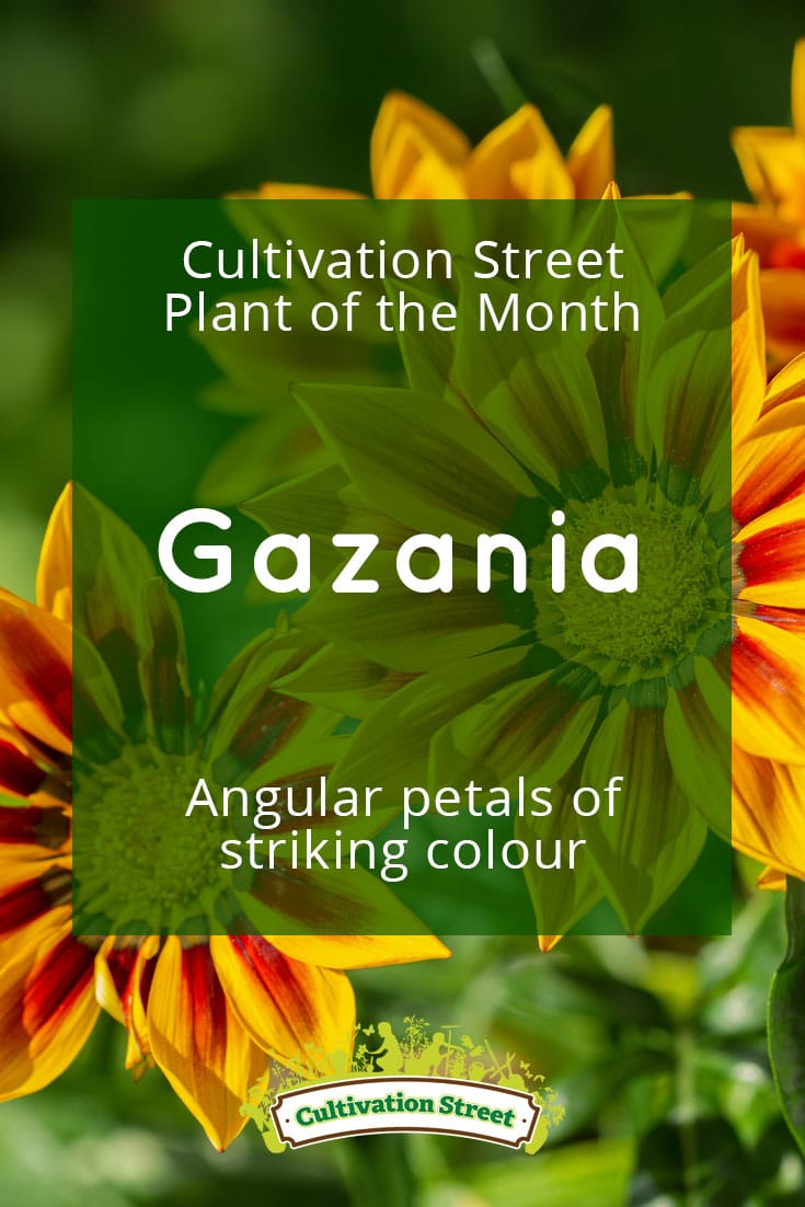 Pin artowrk Cultivation Street plant of the month of , pansies, enjoying and caring for your plants gazania 2