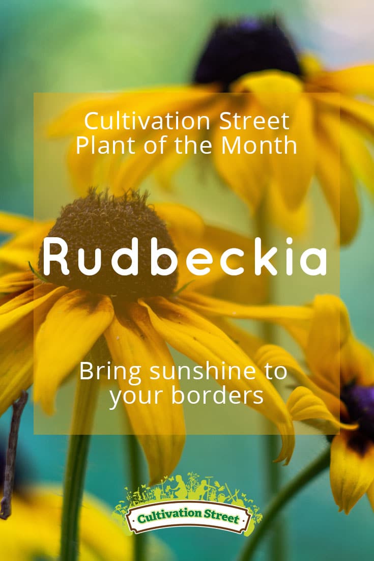 Pin artowrk Cultivation Street plant of the month of , pansies, enjoying and caring for your plants rudbeckia 2