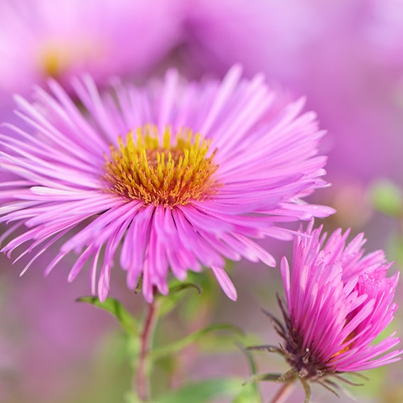 Michaelmas daisy flower - close up.