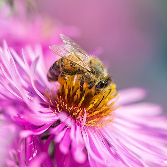 Bee on Michaelmas daisy