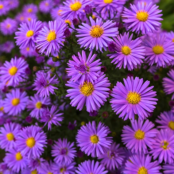 Purple flowers of Italian Asters, Michaelmas Daisy (Aster Amellus), known as Italian Starwort, Fall Aster, violet blossom growing in garden, Italy. Soft focus