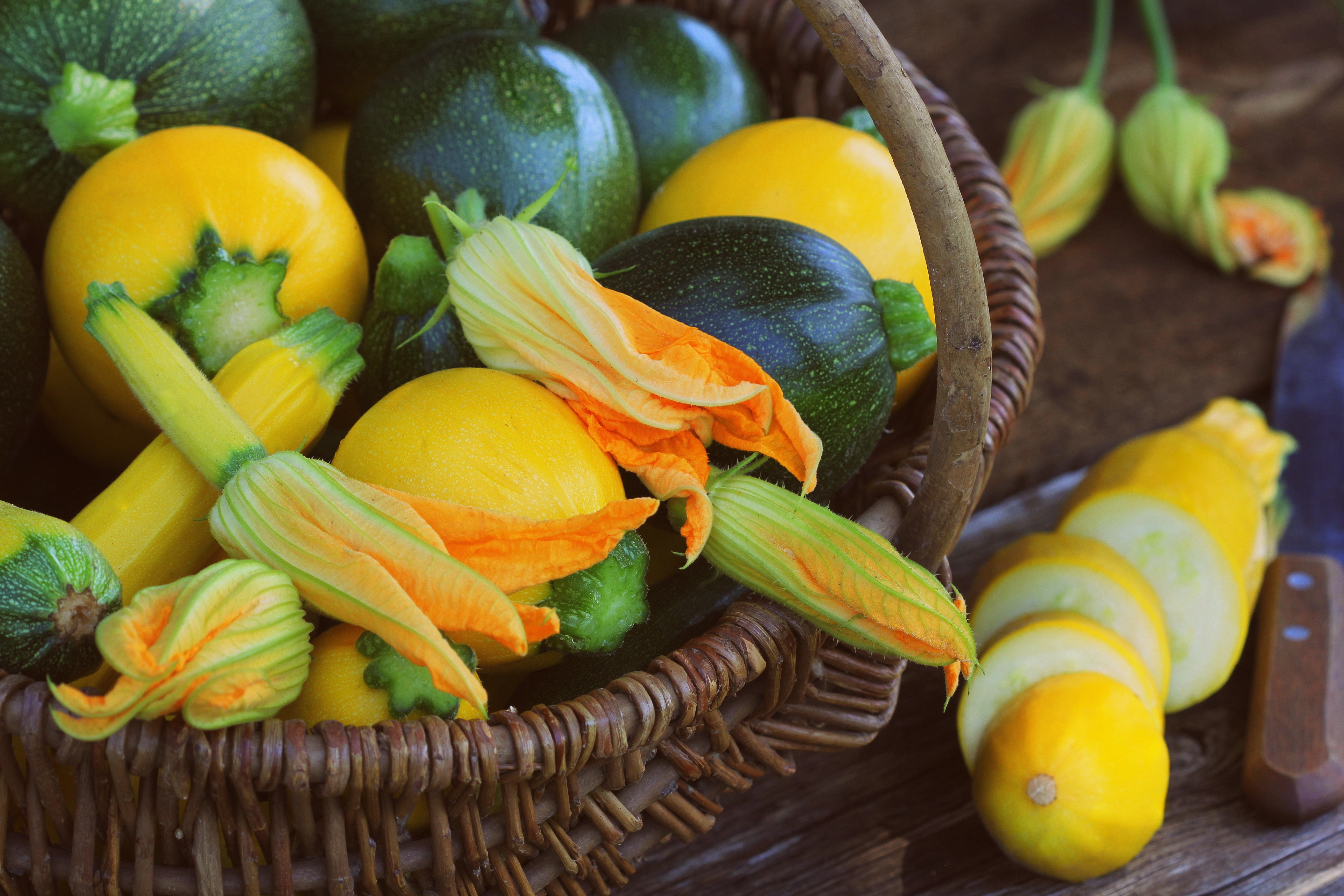 Harvesting zucchini. Fresh squash lying in basket. Fresh squash picked from the garden. Organic food concept .