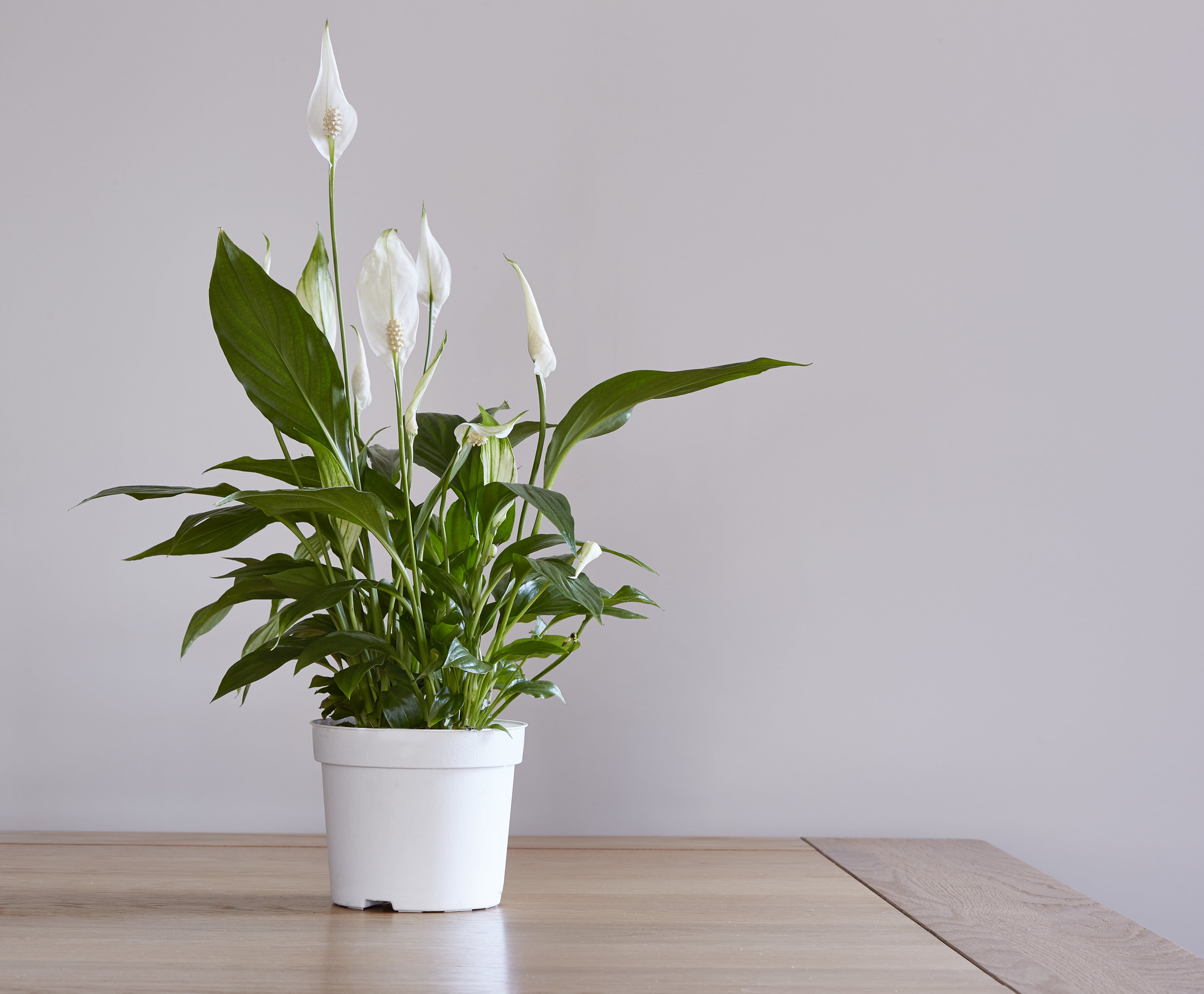 A pot of a pease lily houseplant on a dining table