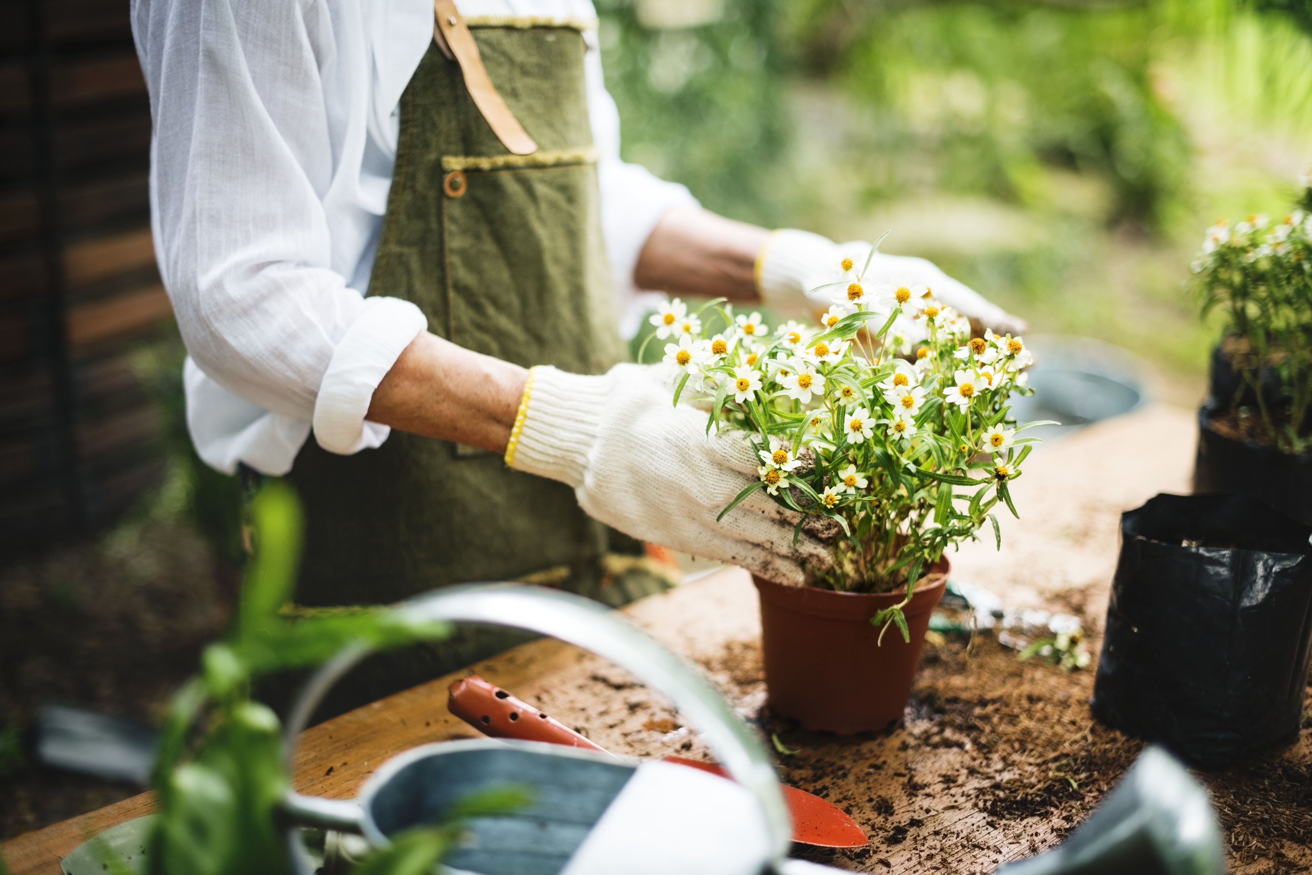 A woman is planting flowers