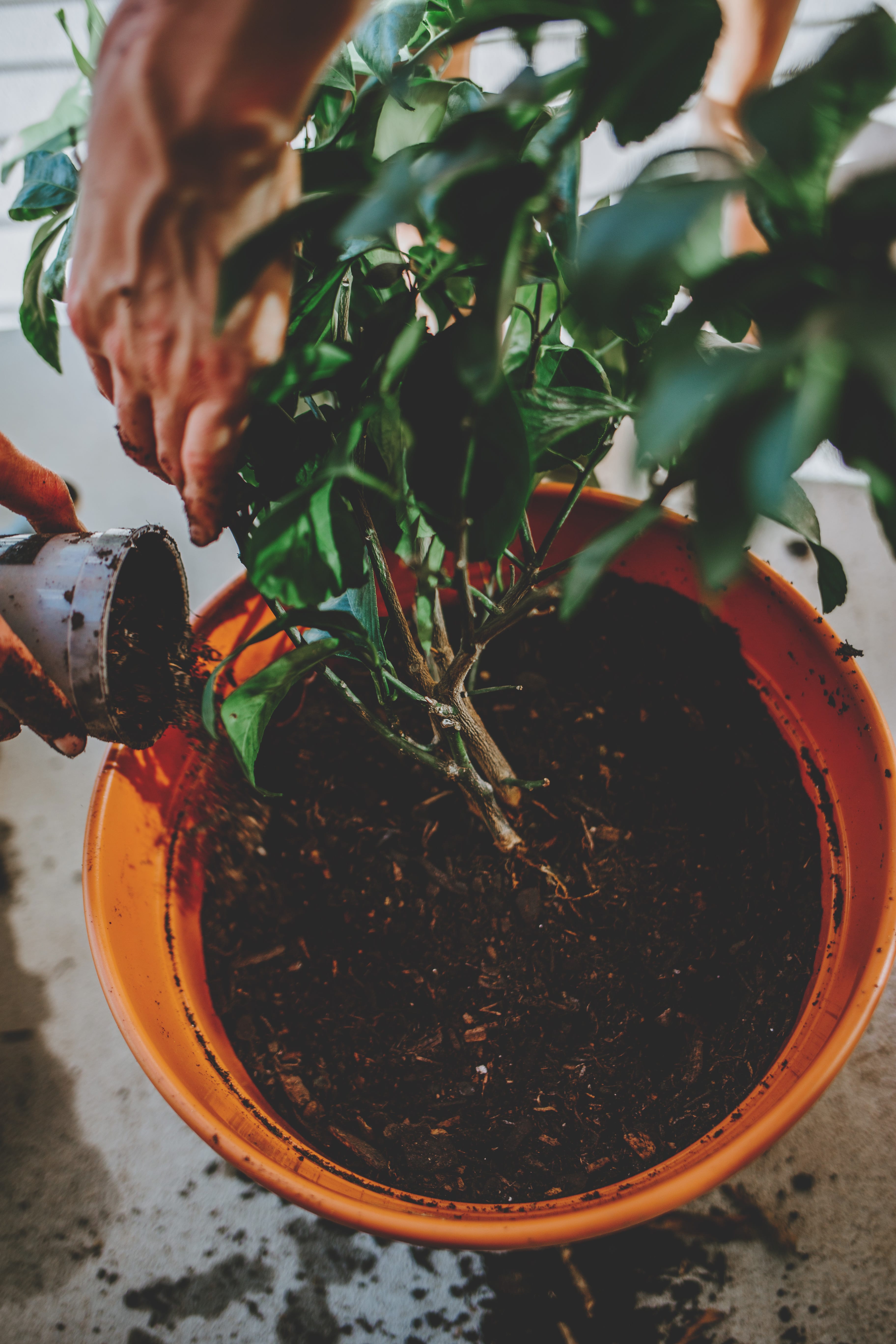 Woman repotting a tree in a pot