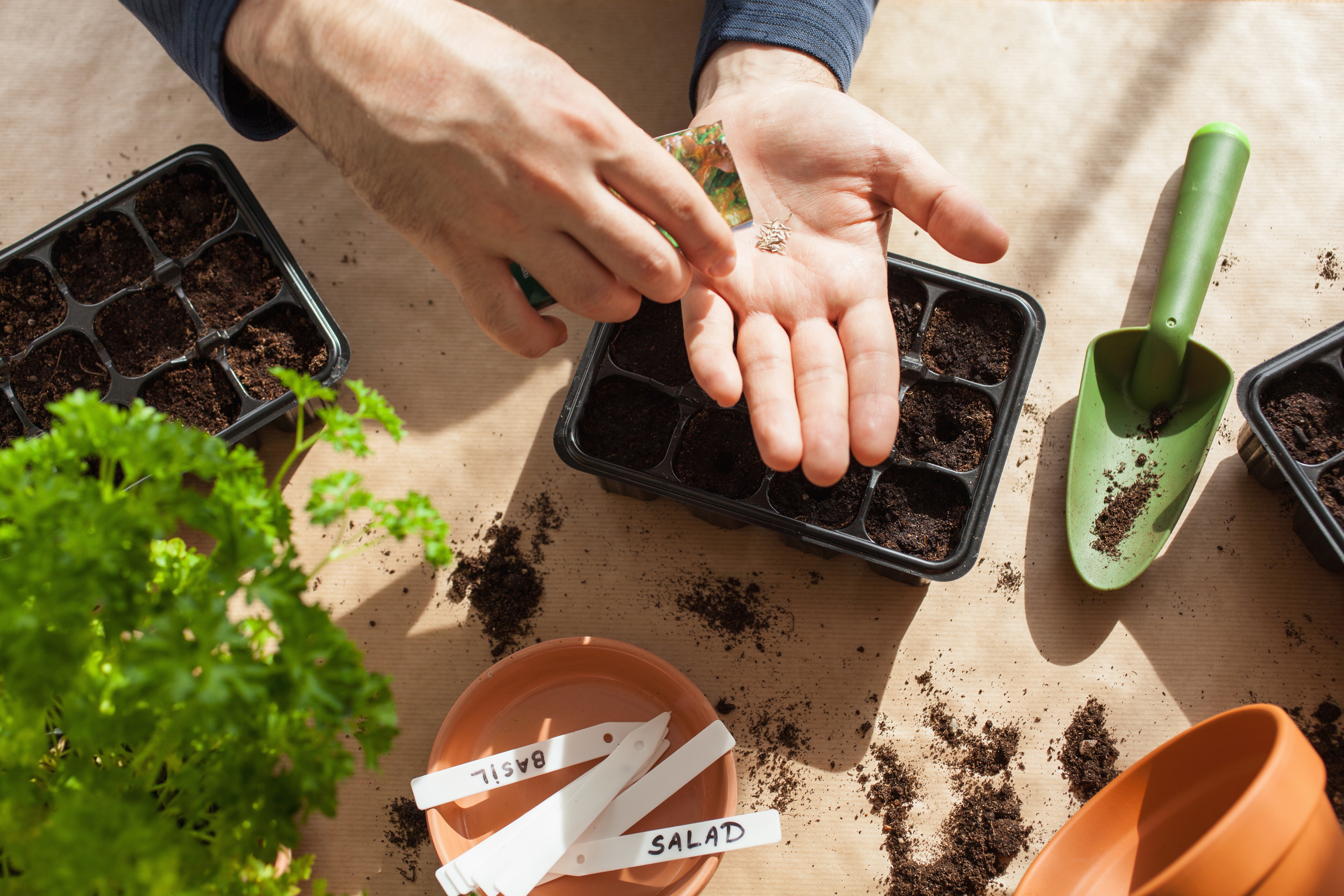 gardening, planting at home. man sowing seeds in germination box