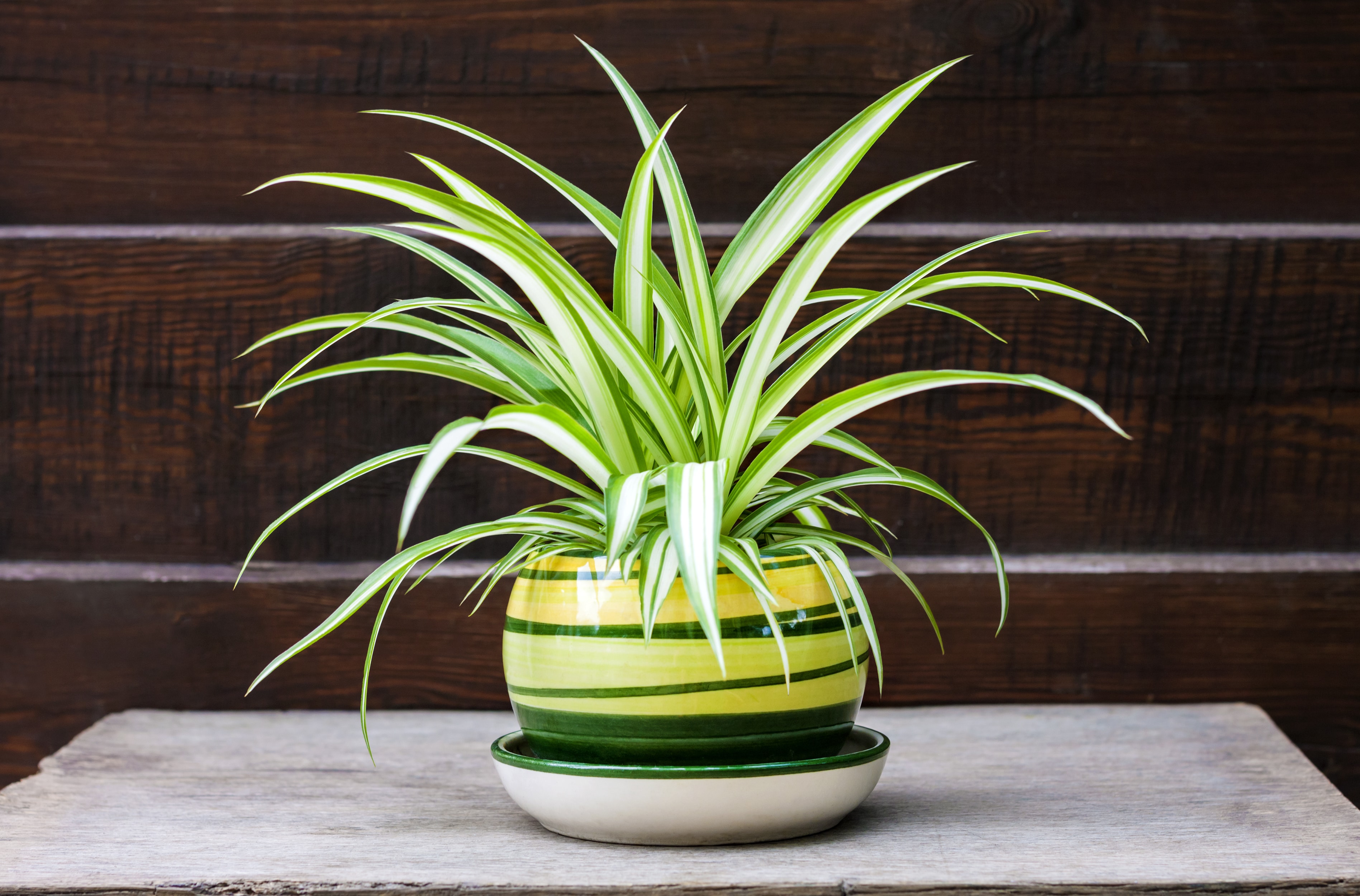 Chlorophytum comosum (also known spider plant, airplane plant, St. Bernard's lily, spider ivy, ribbon plant, and hen and chickens) in a pot on the wooden fence background