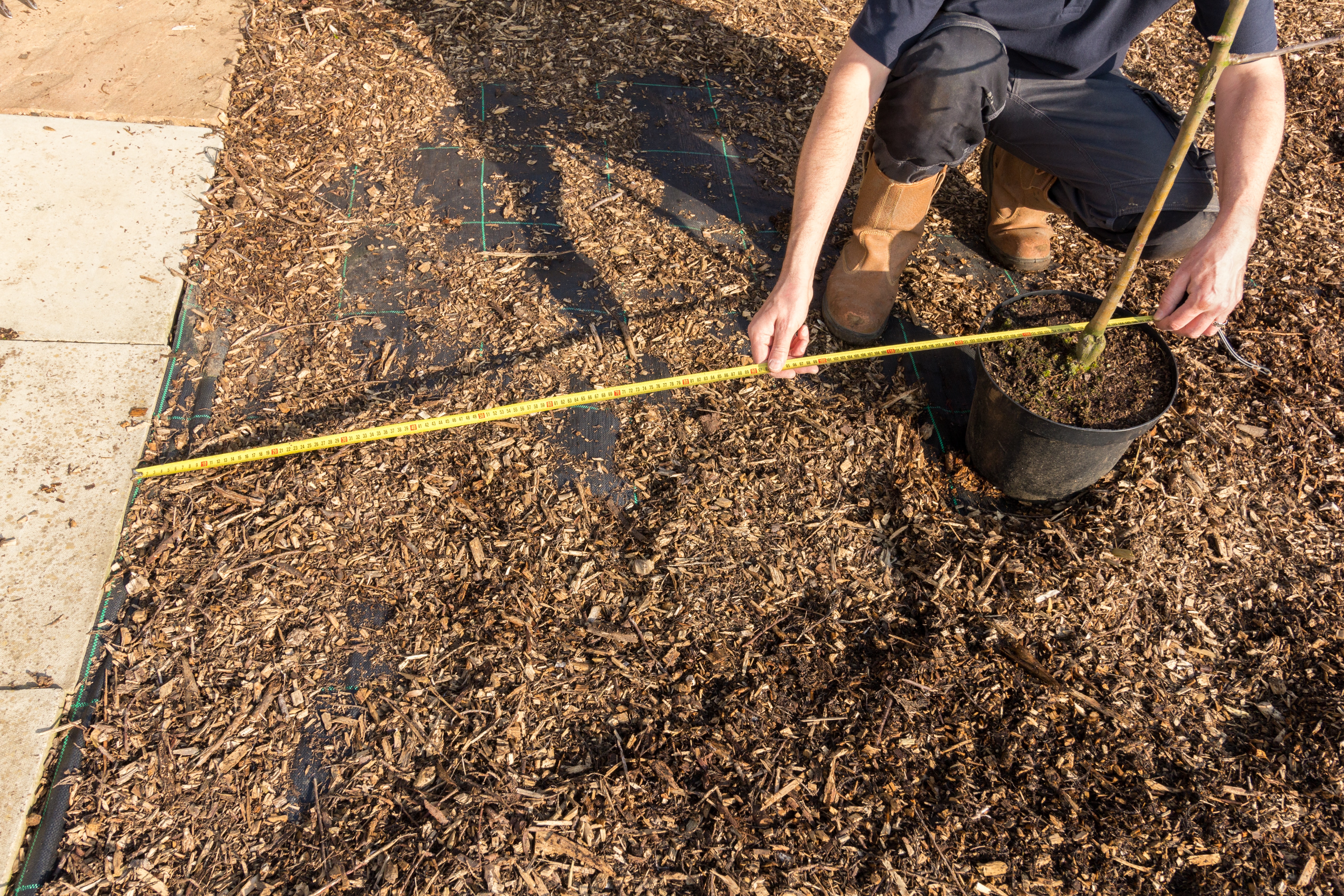 Gardener measuring distances for planting apple trees
