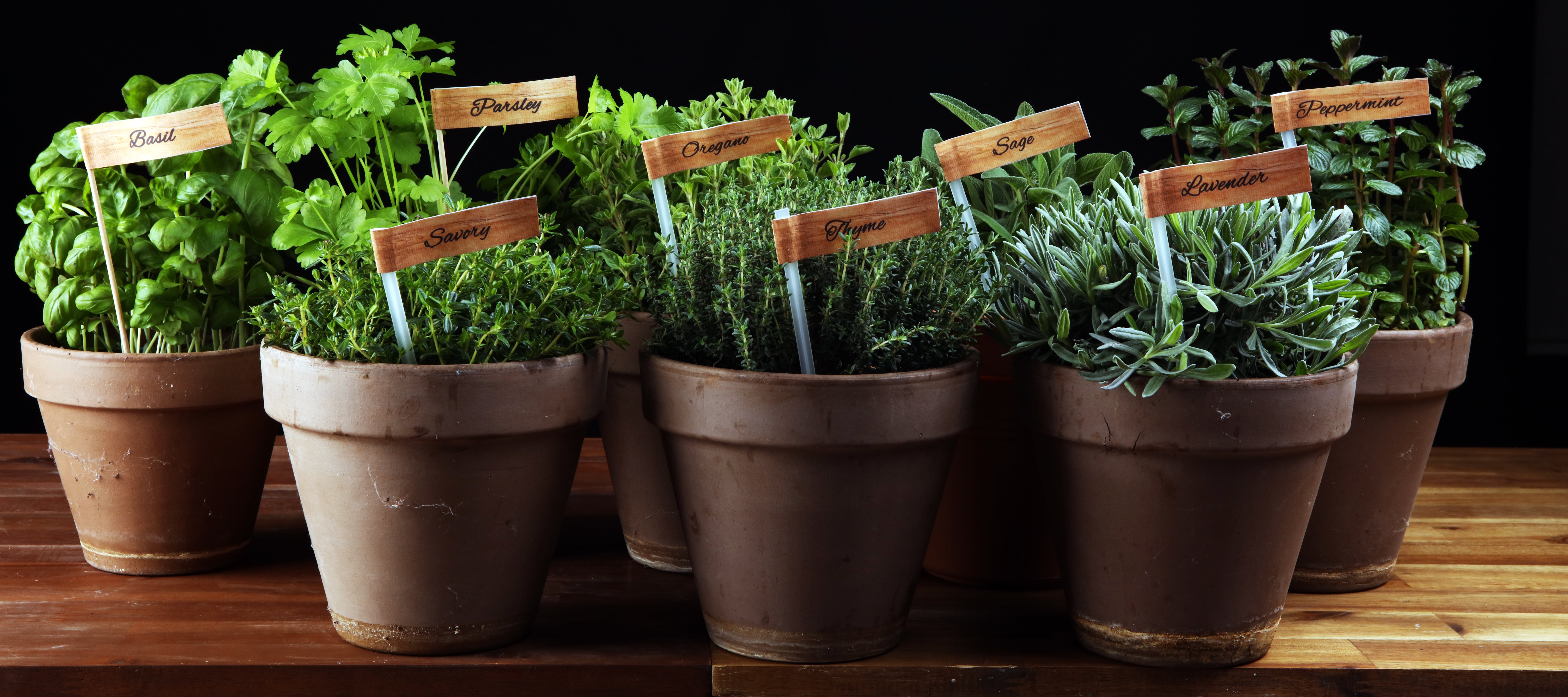 Homegrown and aromatic herbs in old clay pots. Set of culinary herbs. Green growing sage, oregano, thyme, savory, mint and oregano with labels