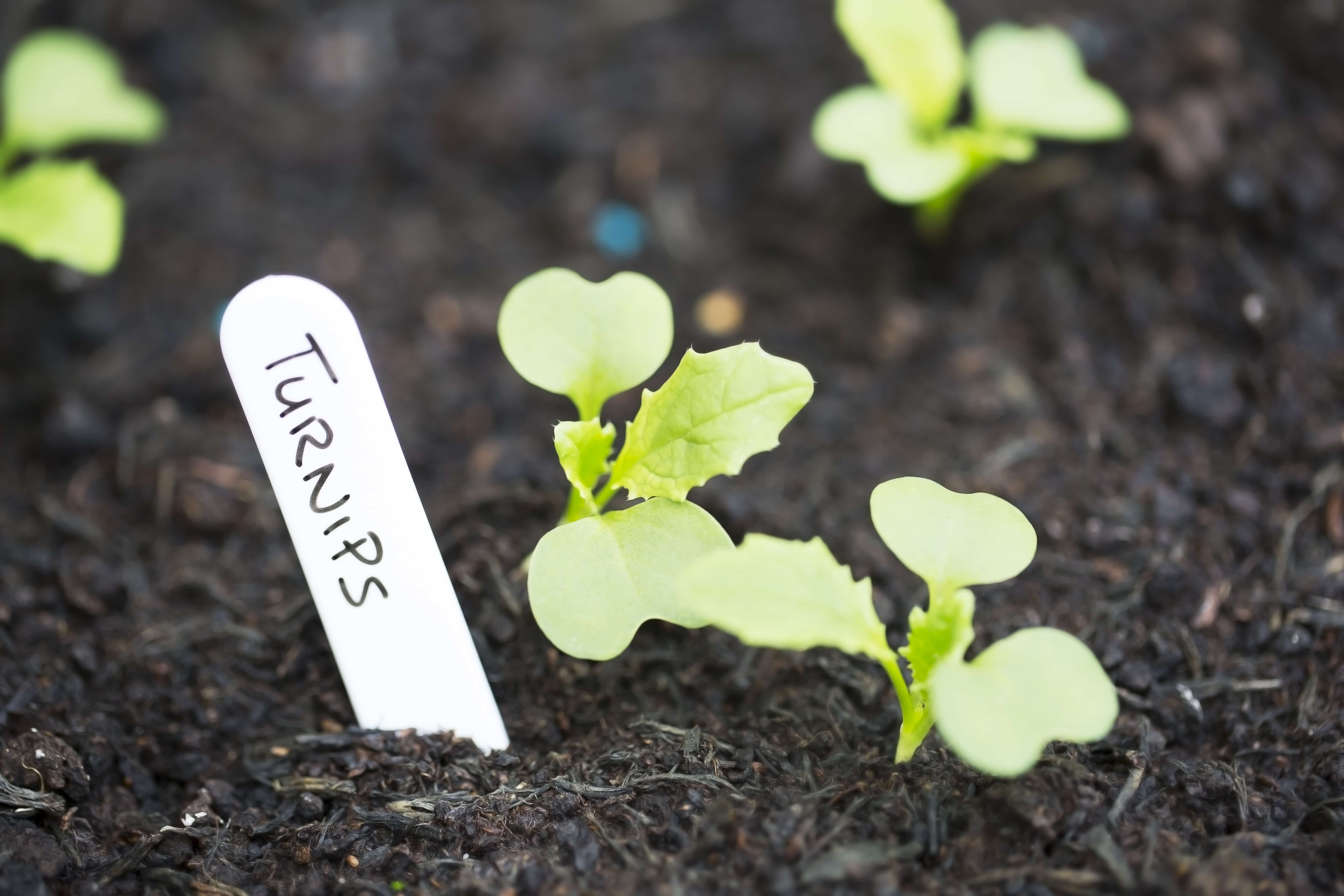 Turnip sprouts in the garden with label.