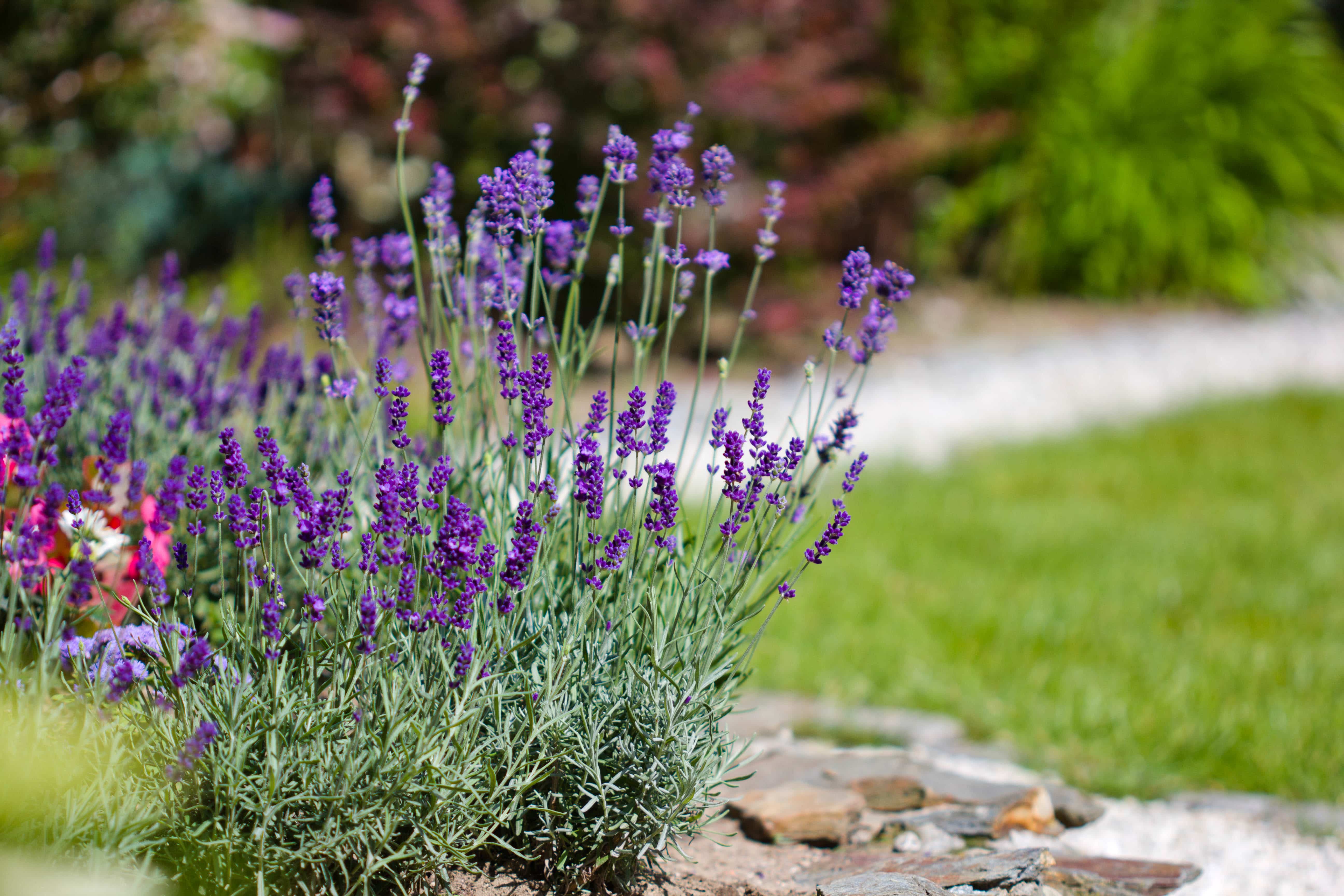 5 mood-boosting plants and herbs - Cultivation Street
