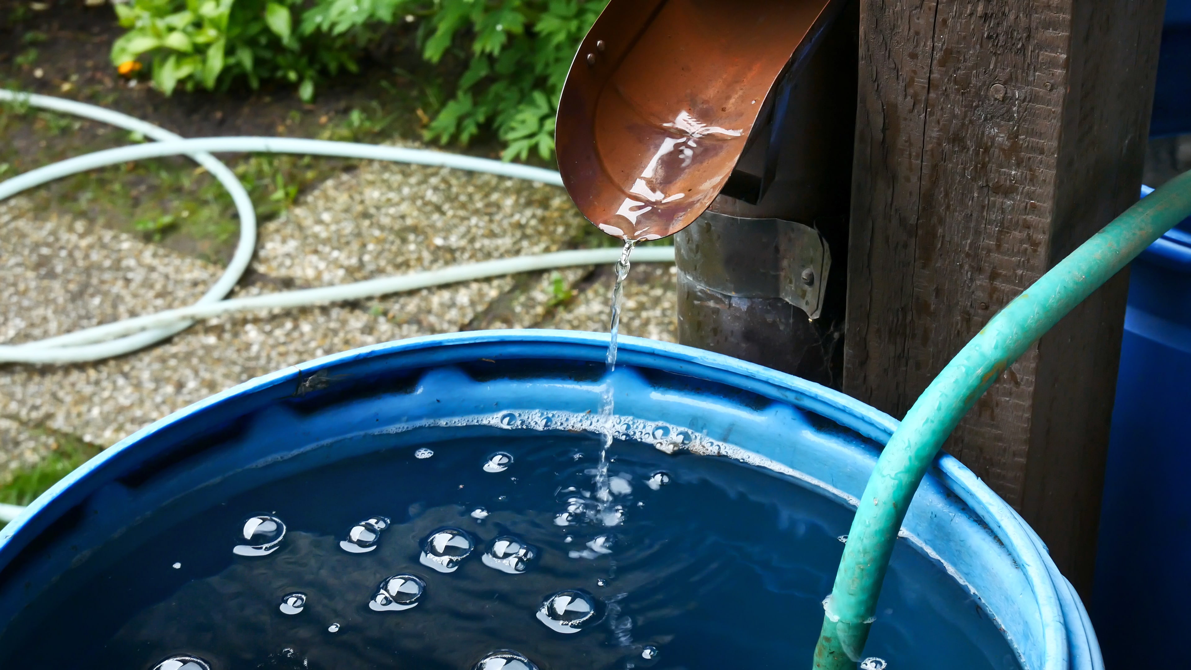 Rain Water Is Streaming into Barrel in the Garden.