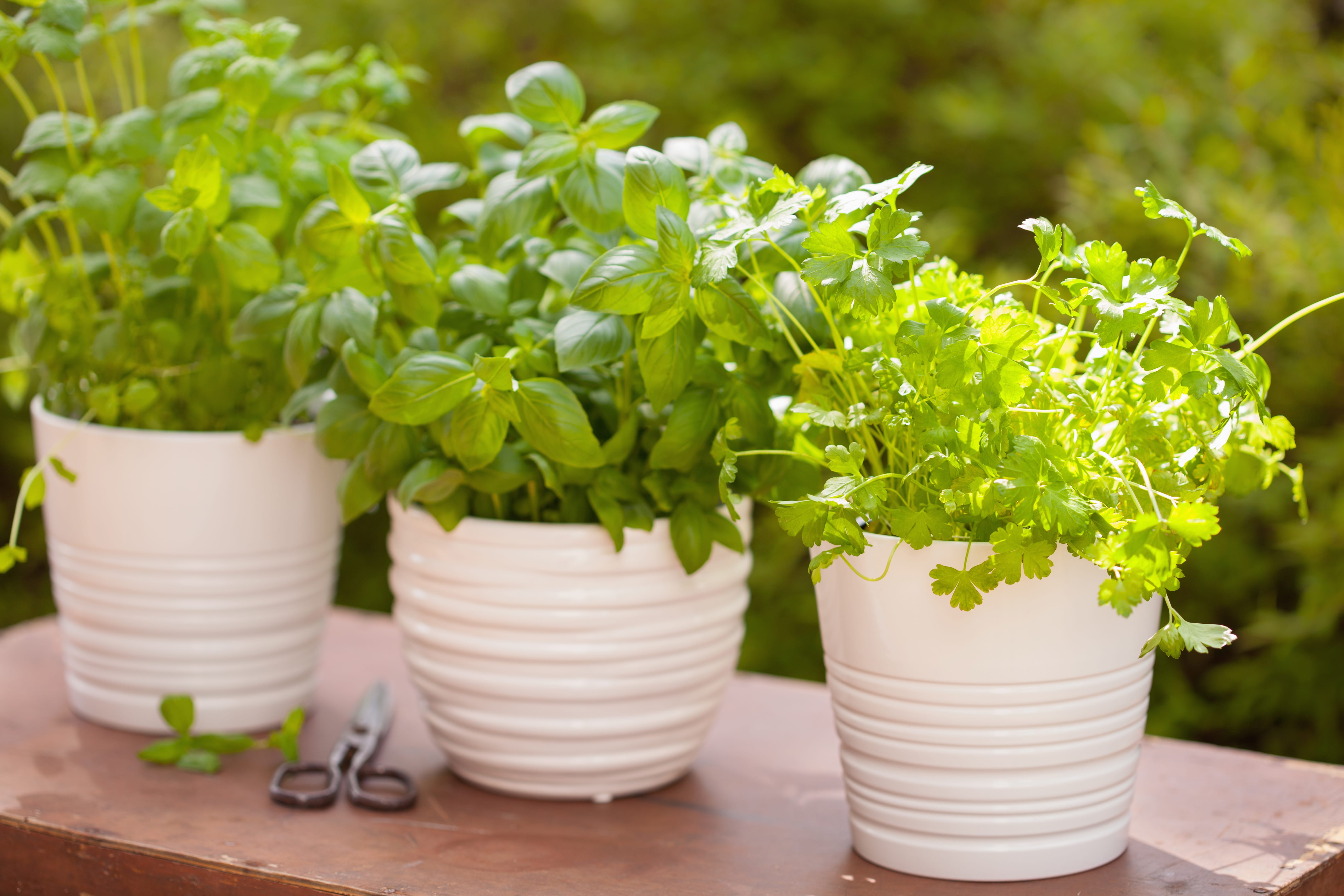 fresh basil parsley mint herbs in garden