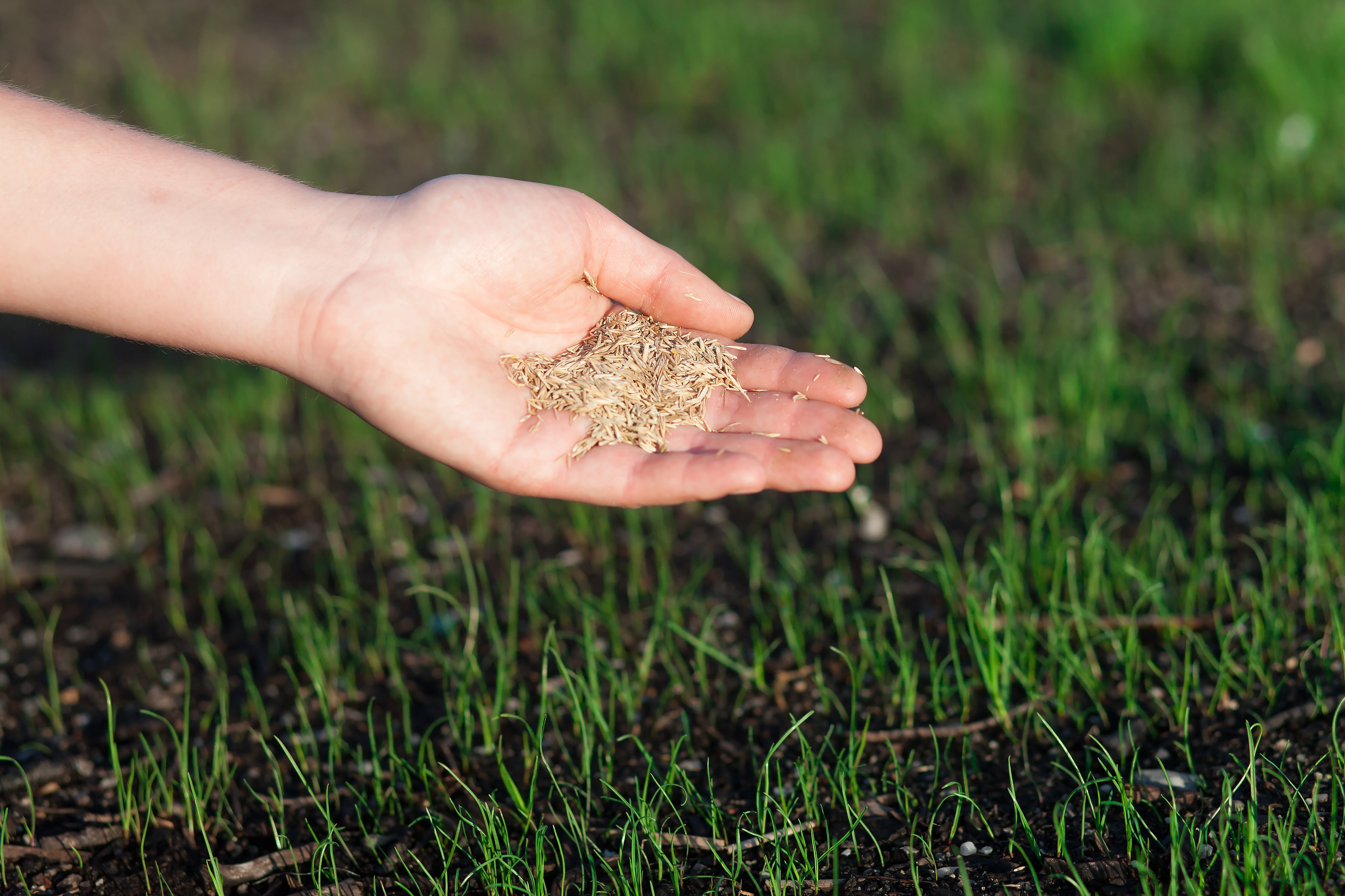 Close-up of a woman's hand shaking grass seeds. (Shallow DOF)