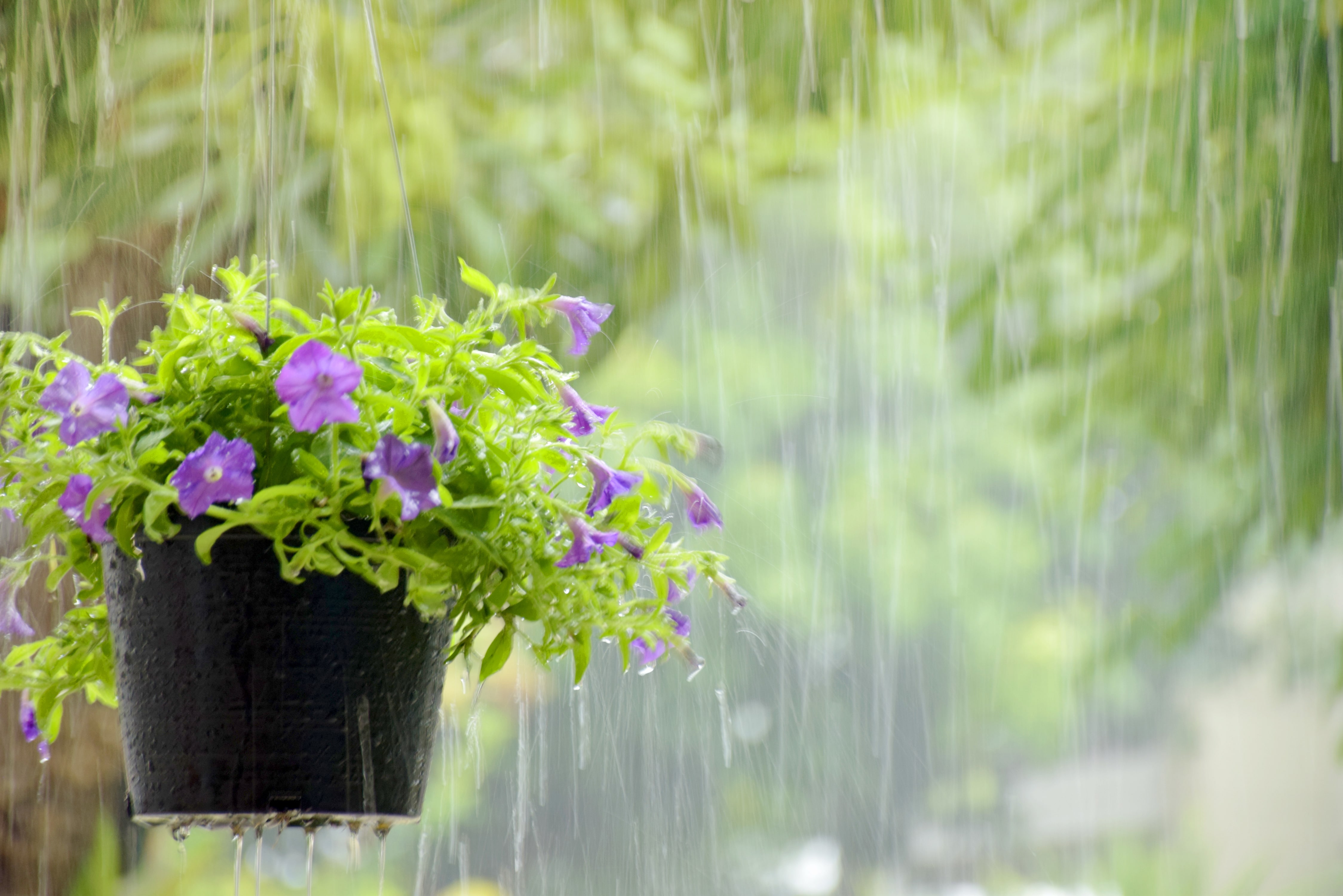 Flower pot in the rain