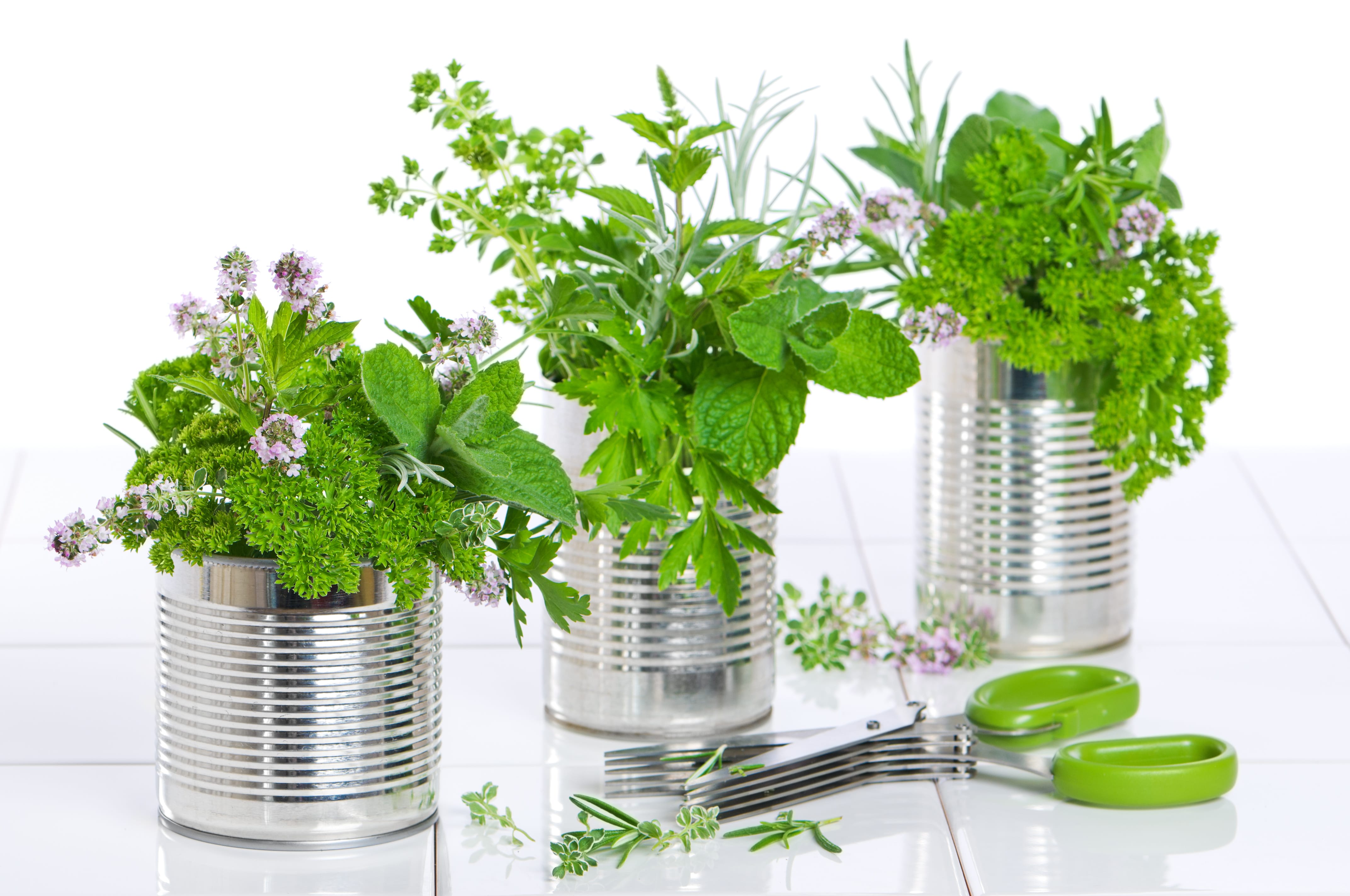 Fresh garden herbs in recycled tin cans on tiled worktop with scissors