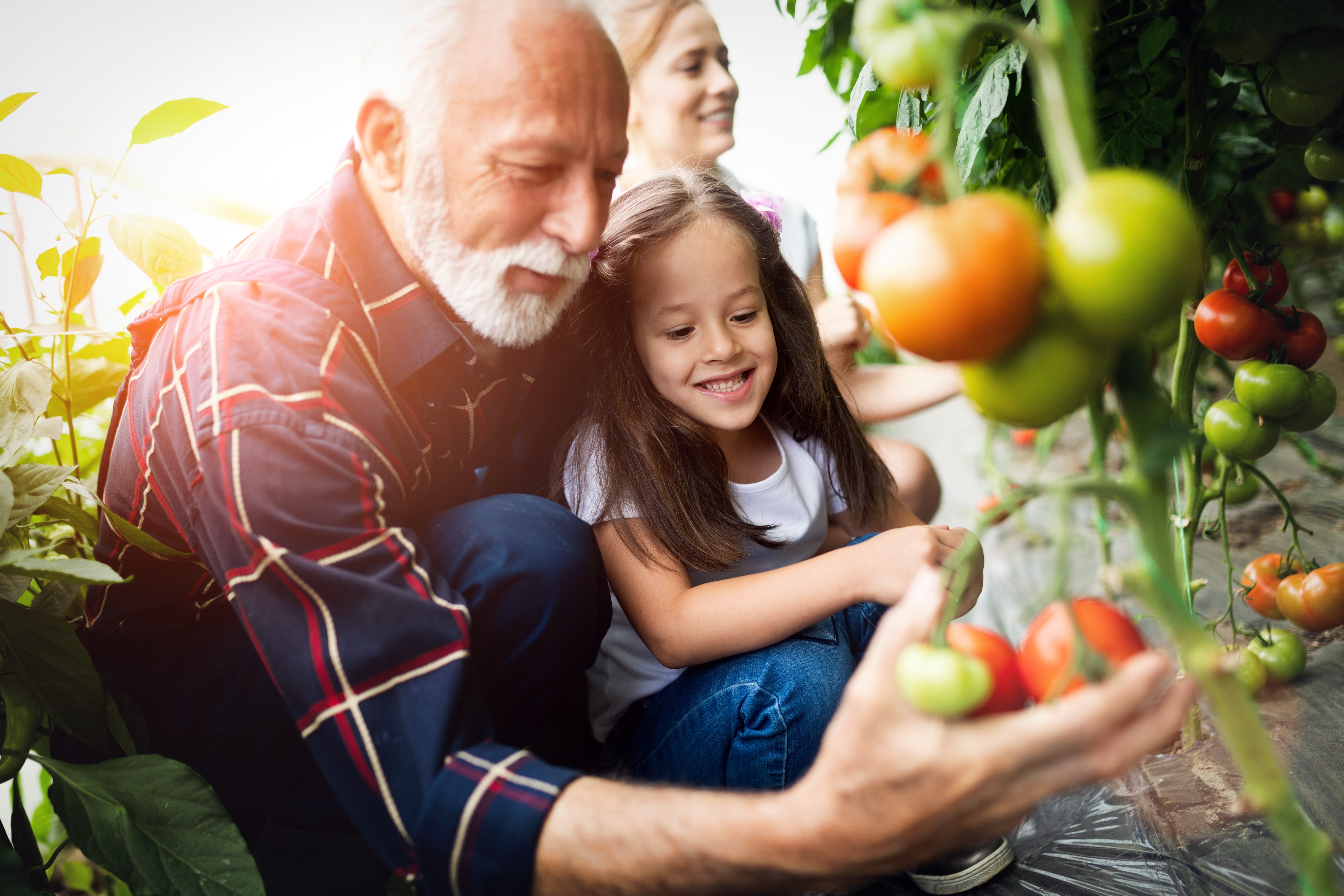 Grandfather growing vegetables with grandchildren and family at farm