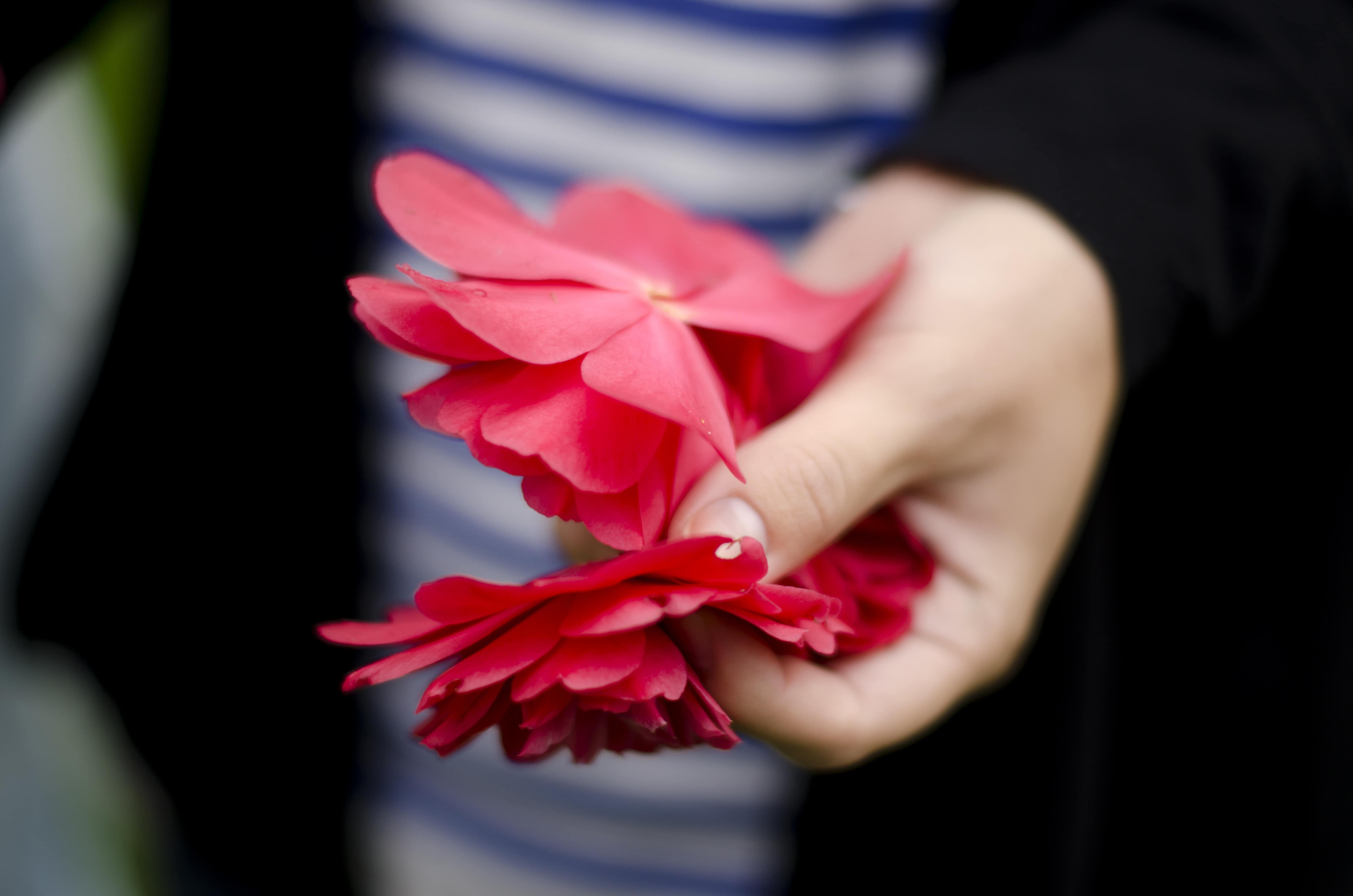 A handful of petals