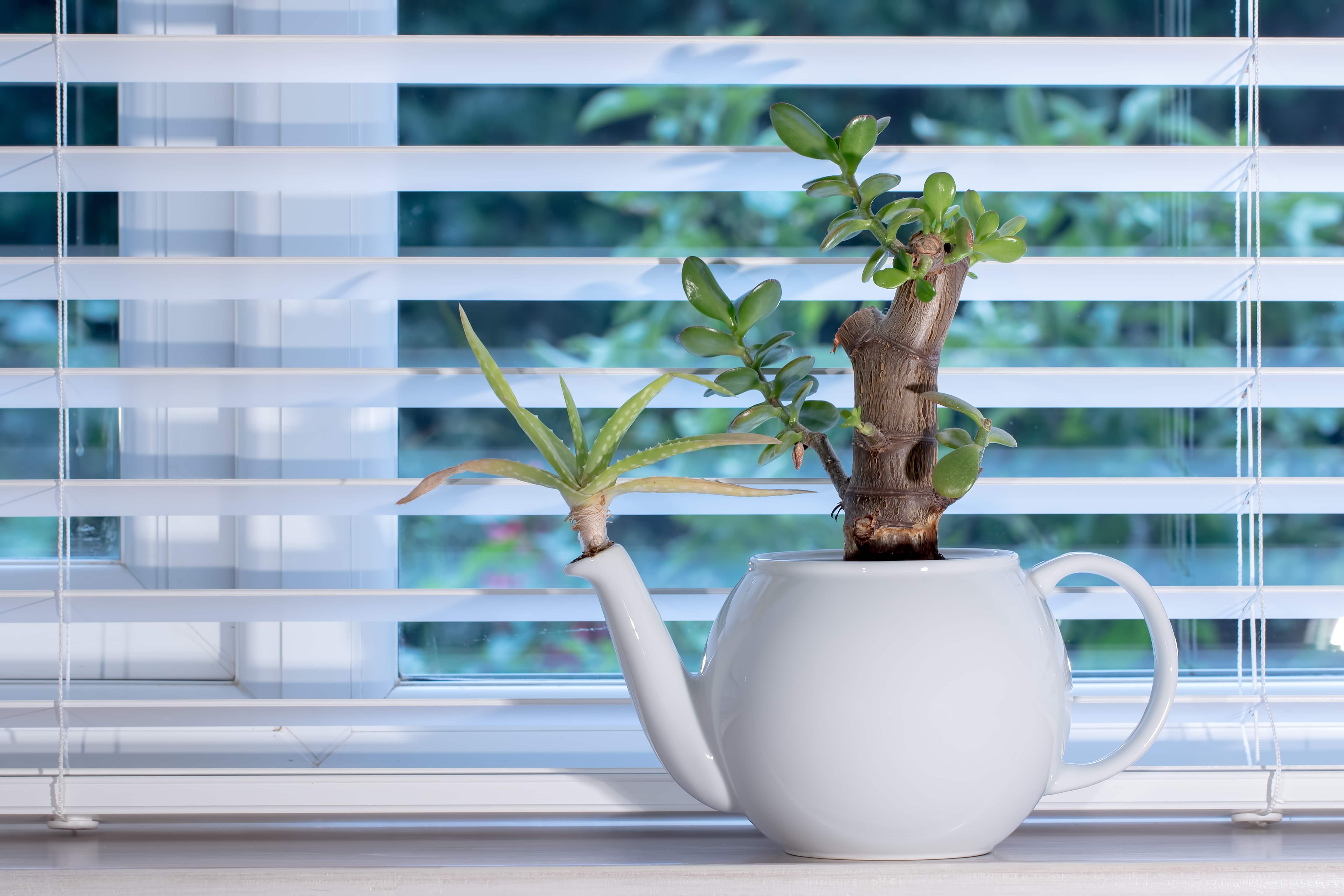 Interior design accessory. Unusual white teapot indoor bonsai plant pot with money plant (Crassula ovata) and aloe vera. Attractive white and green decor window sill ornament.