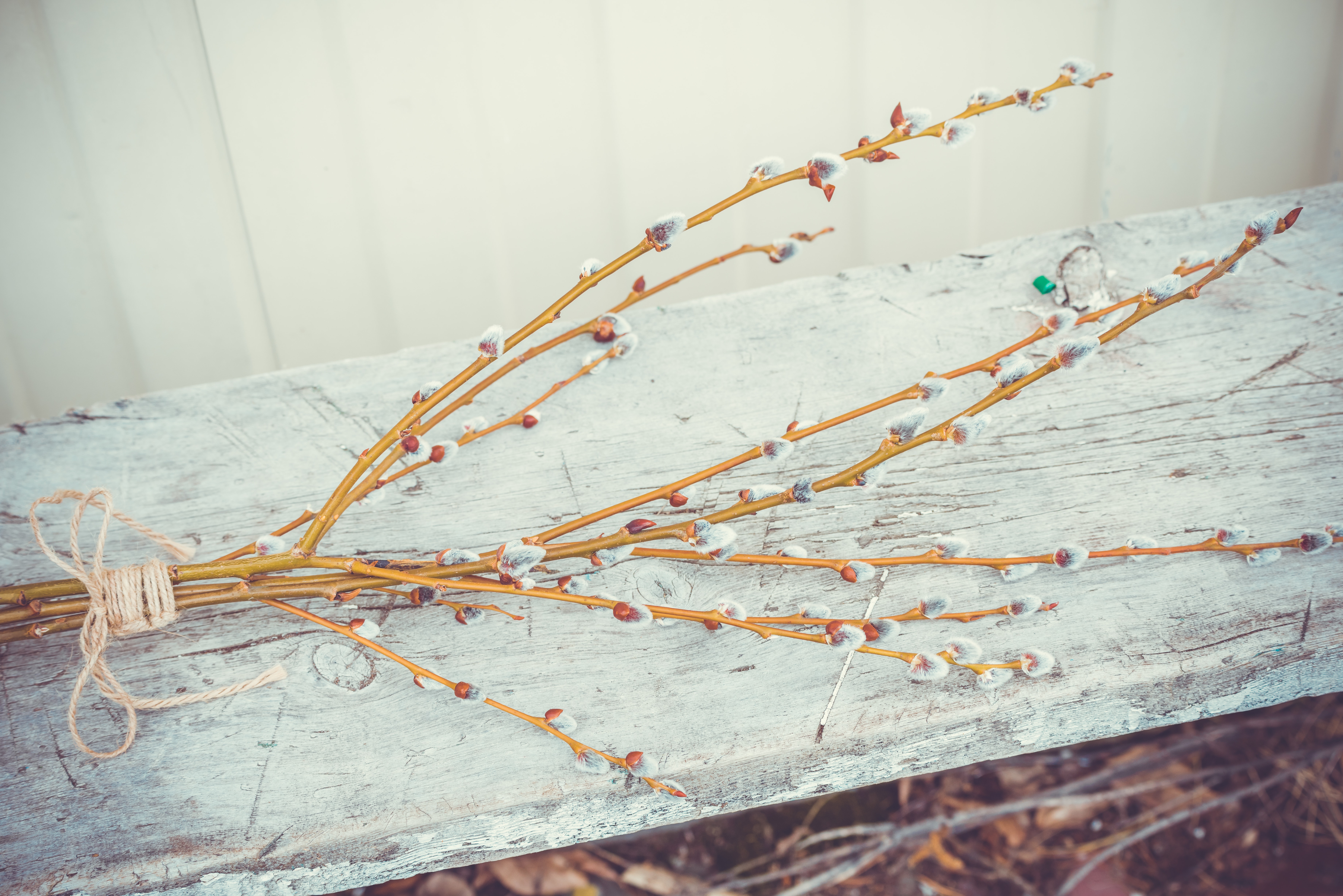 Bound willow branch on Palm Sunday