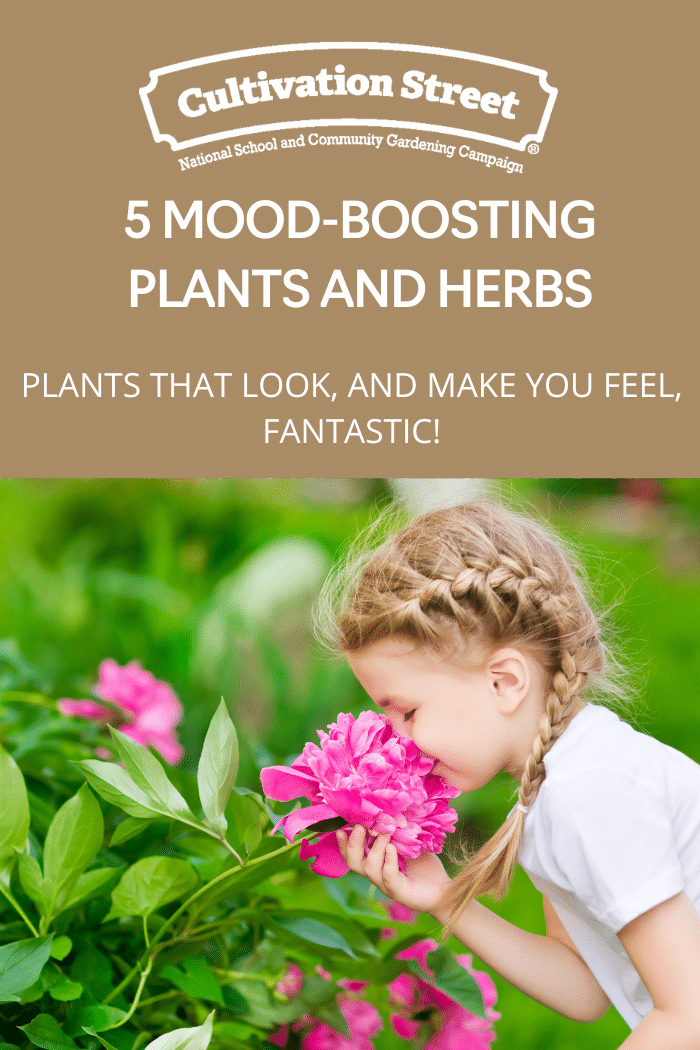 5 mood boosting plants and hebs