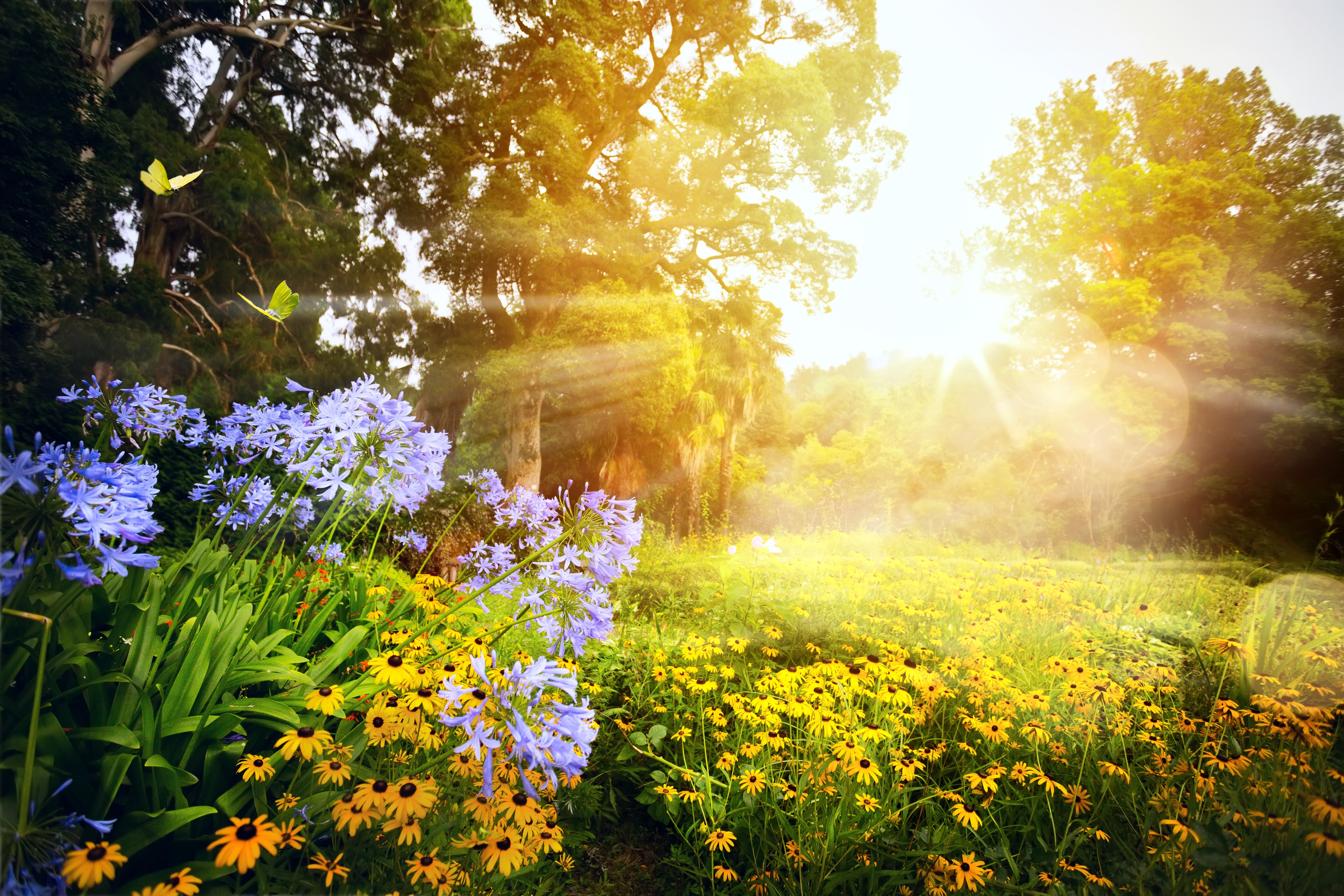 beautiful landscape; sunset in the park