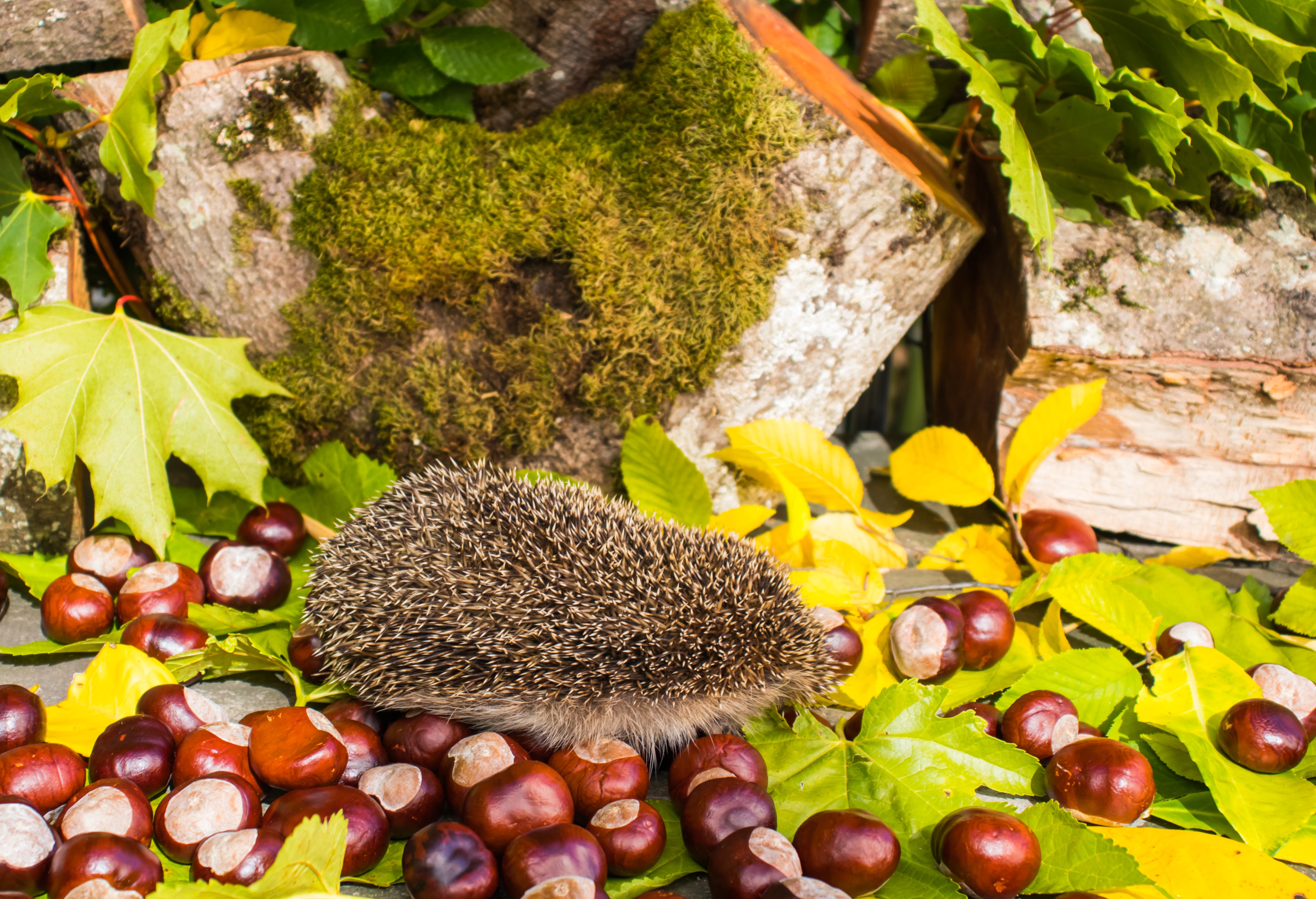 Hedgehog and autumn still life of chestnuts and leaves under the sun.