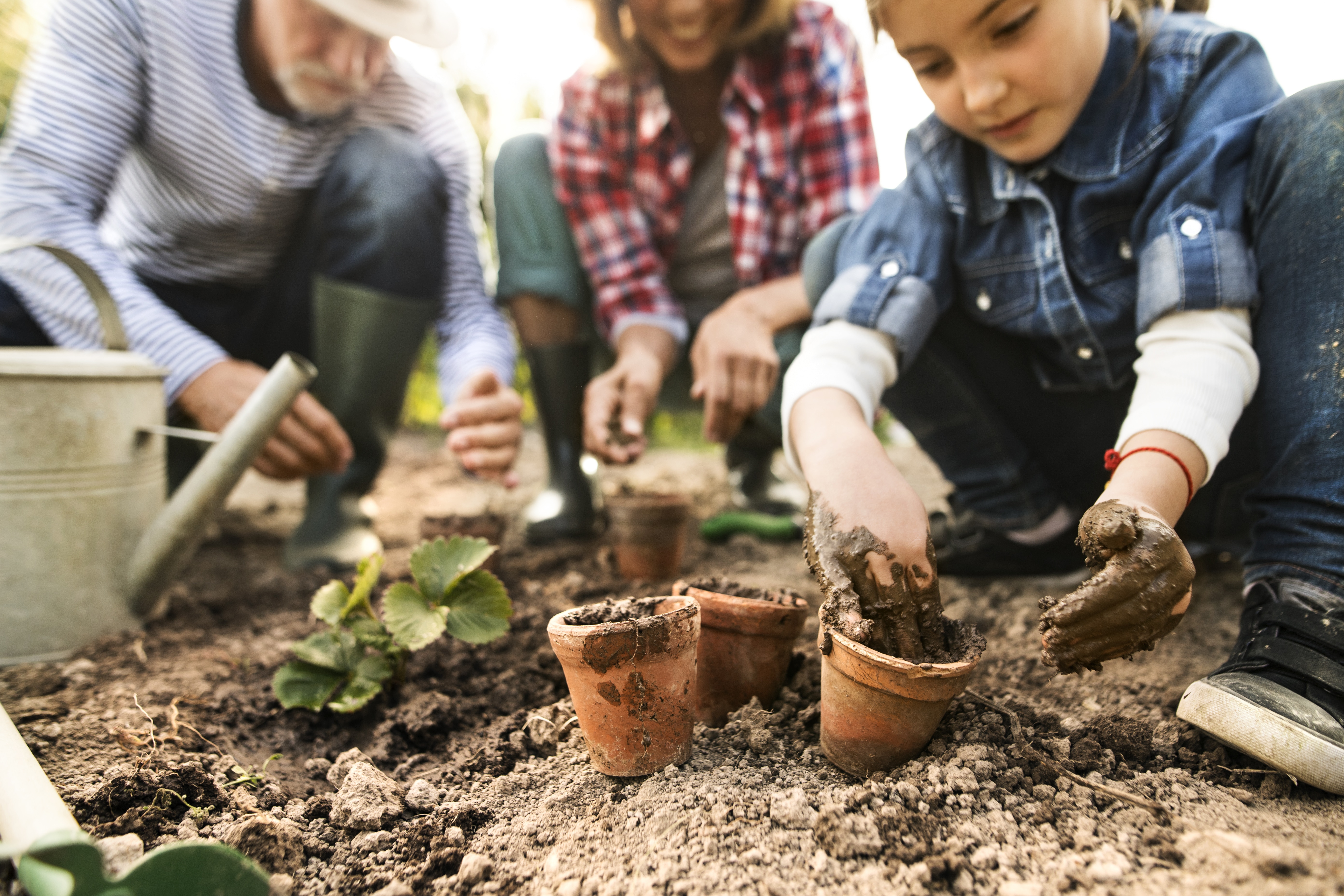 Unrecognizable senior couple with their granddaughter planting a seedling on allotment. Man, woman and a small girl gardening.