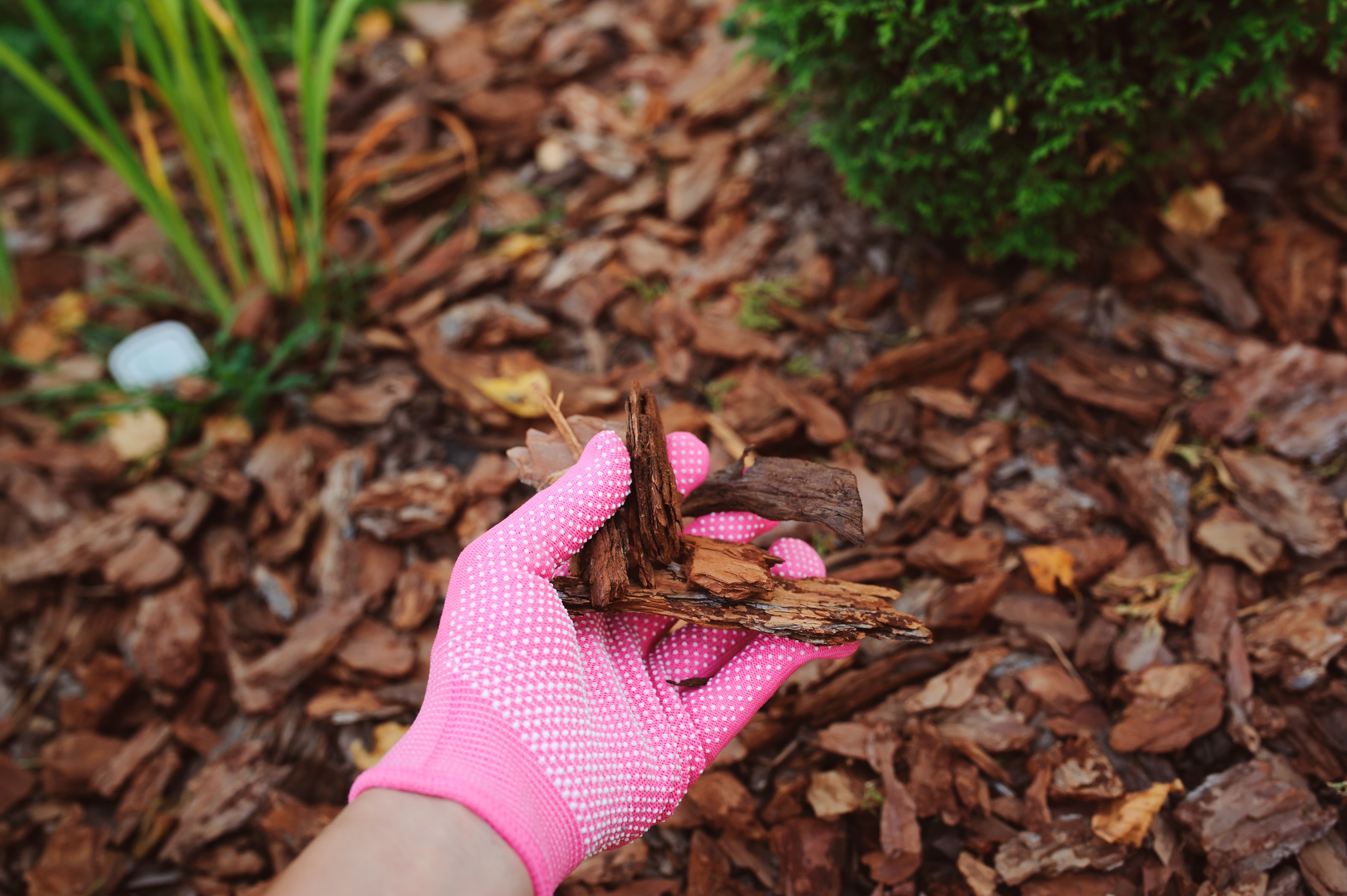 mulching garden beds with pine bark pieces