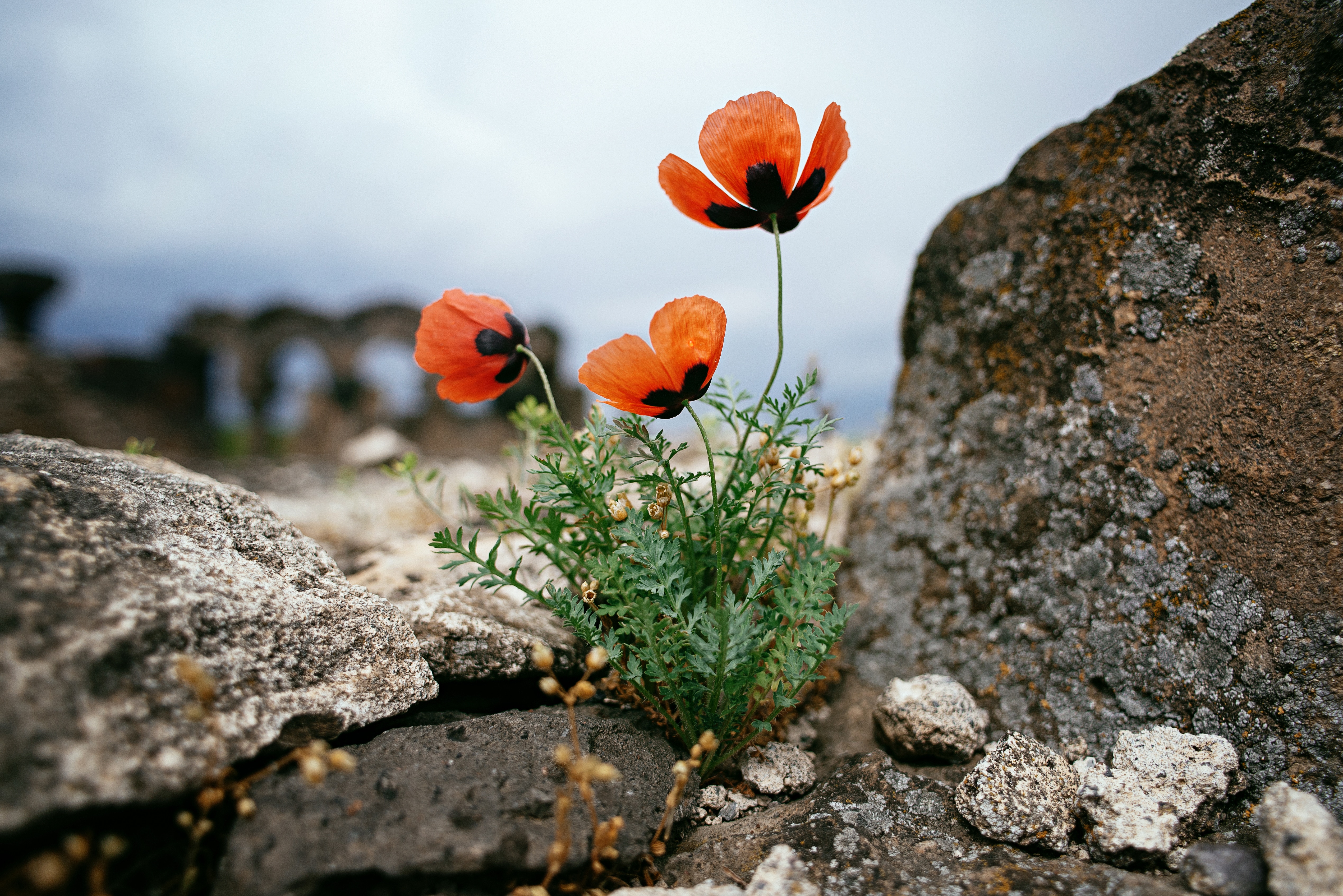 Red poppies growing among the stones on the ruins of Zvartnots Temple. Travelling to Armenia.