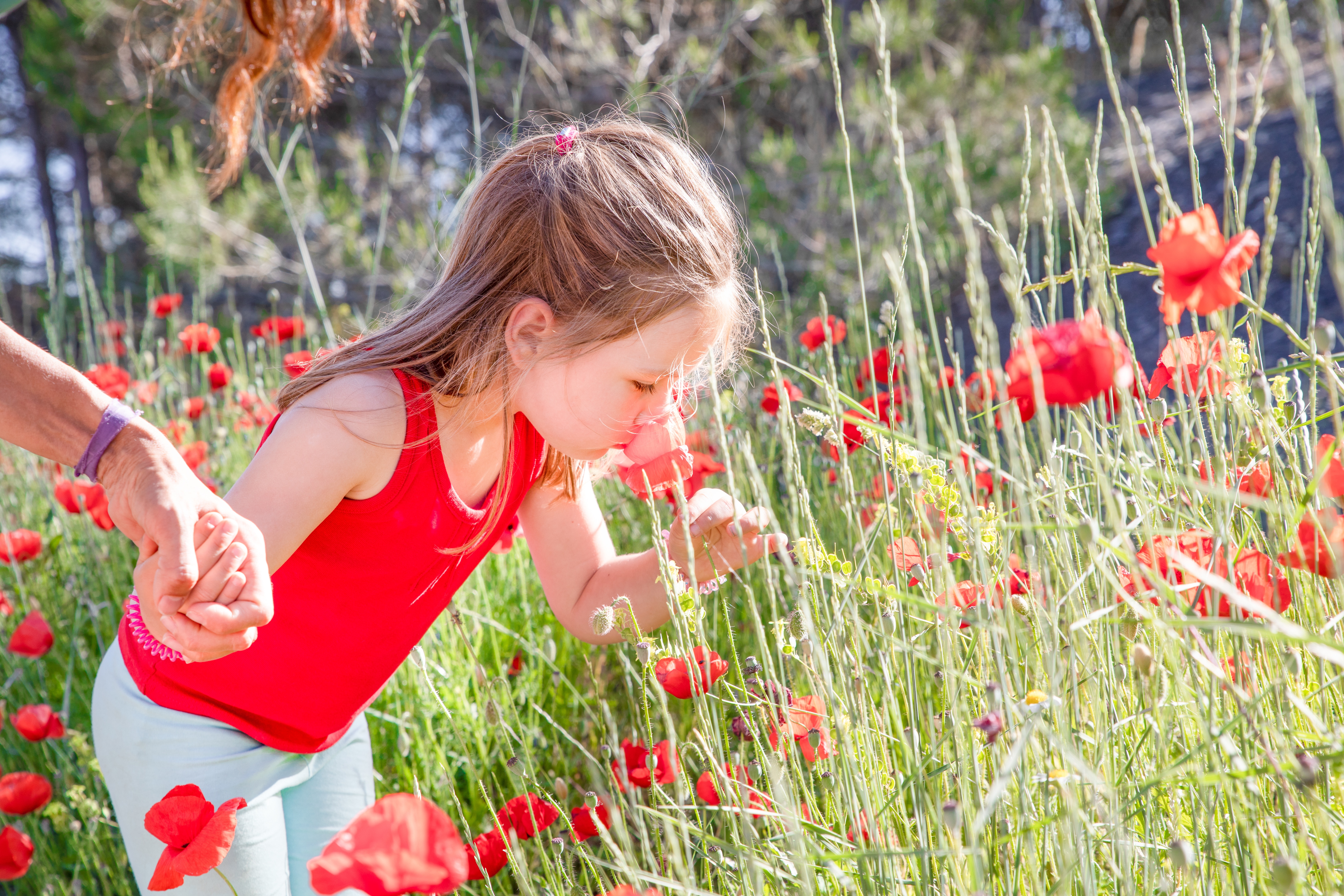 little four years old cute girl, in summer, taking and smelling a red poppy flower in the countryside, holding hand to mother