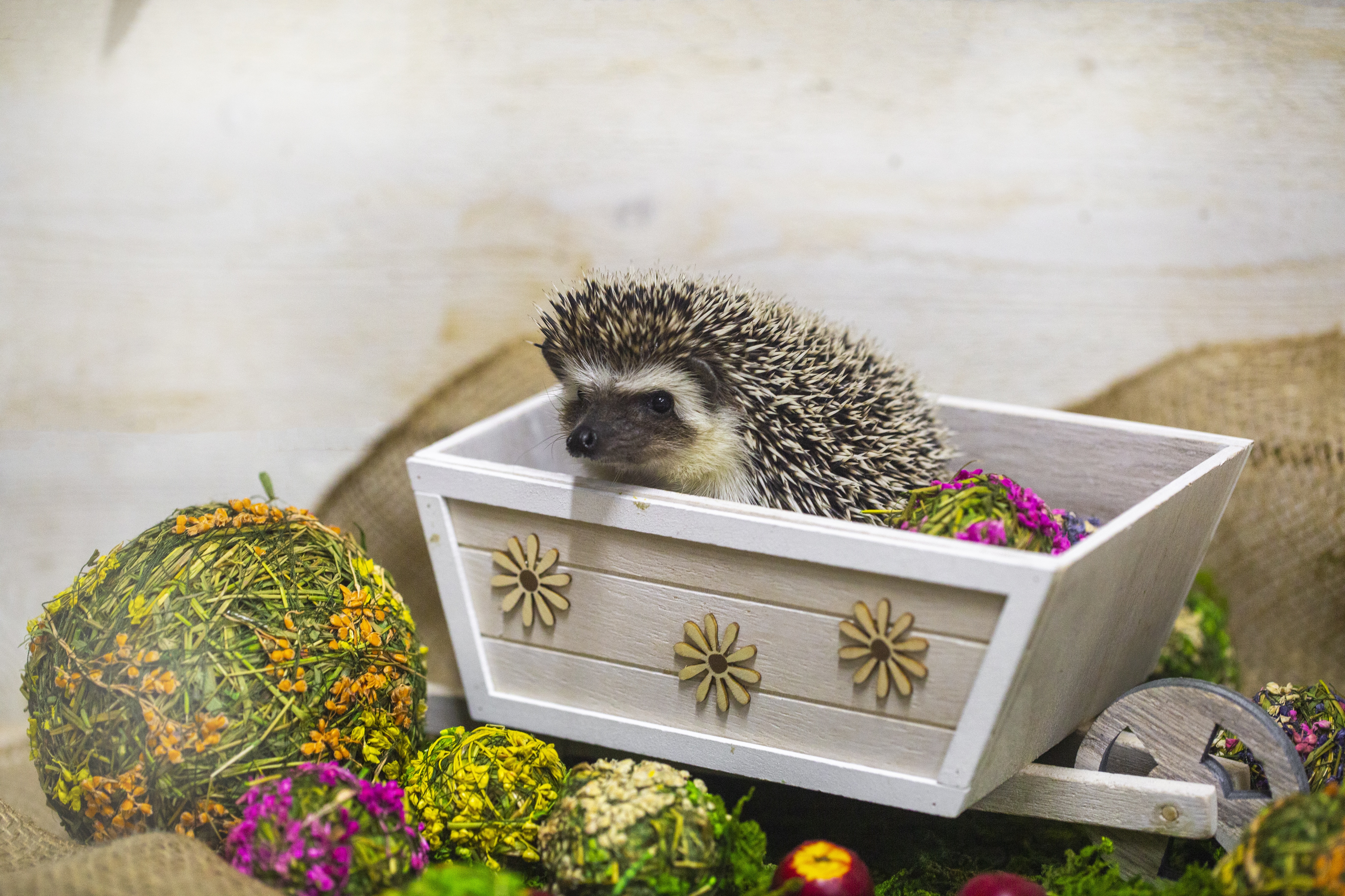 hedgehog in bright decorations of moss and flowers